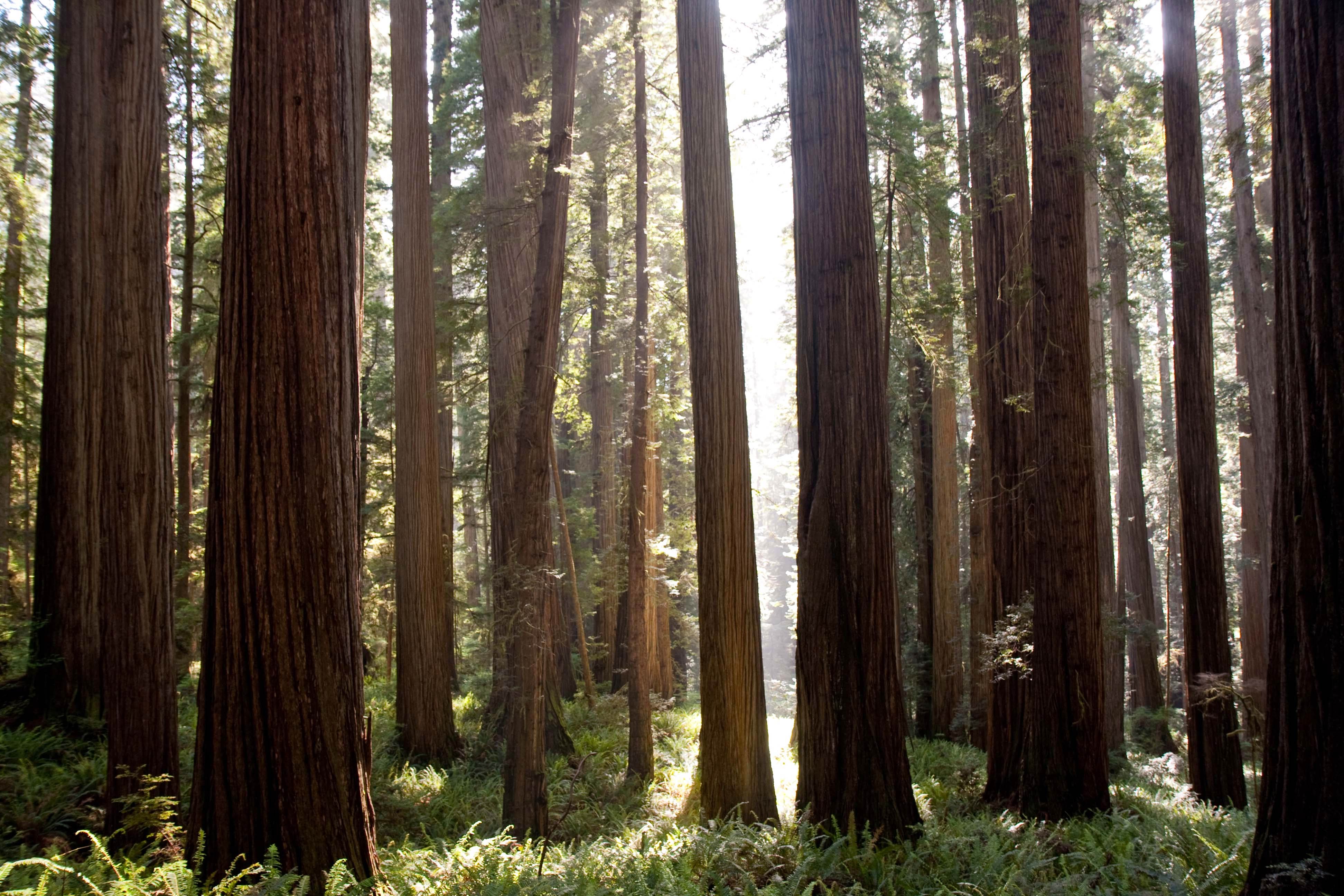 3888x2592 Redwood Forest Wallpaper