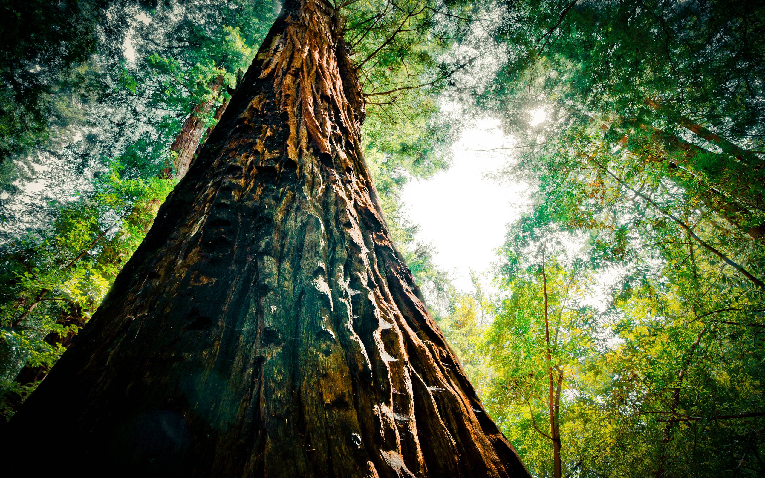 2560x1600 Free Desktop Wallpaper : Tree Wallpaper, Wide Tree HDQ Image