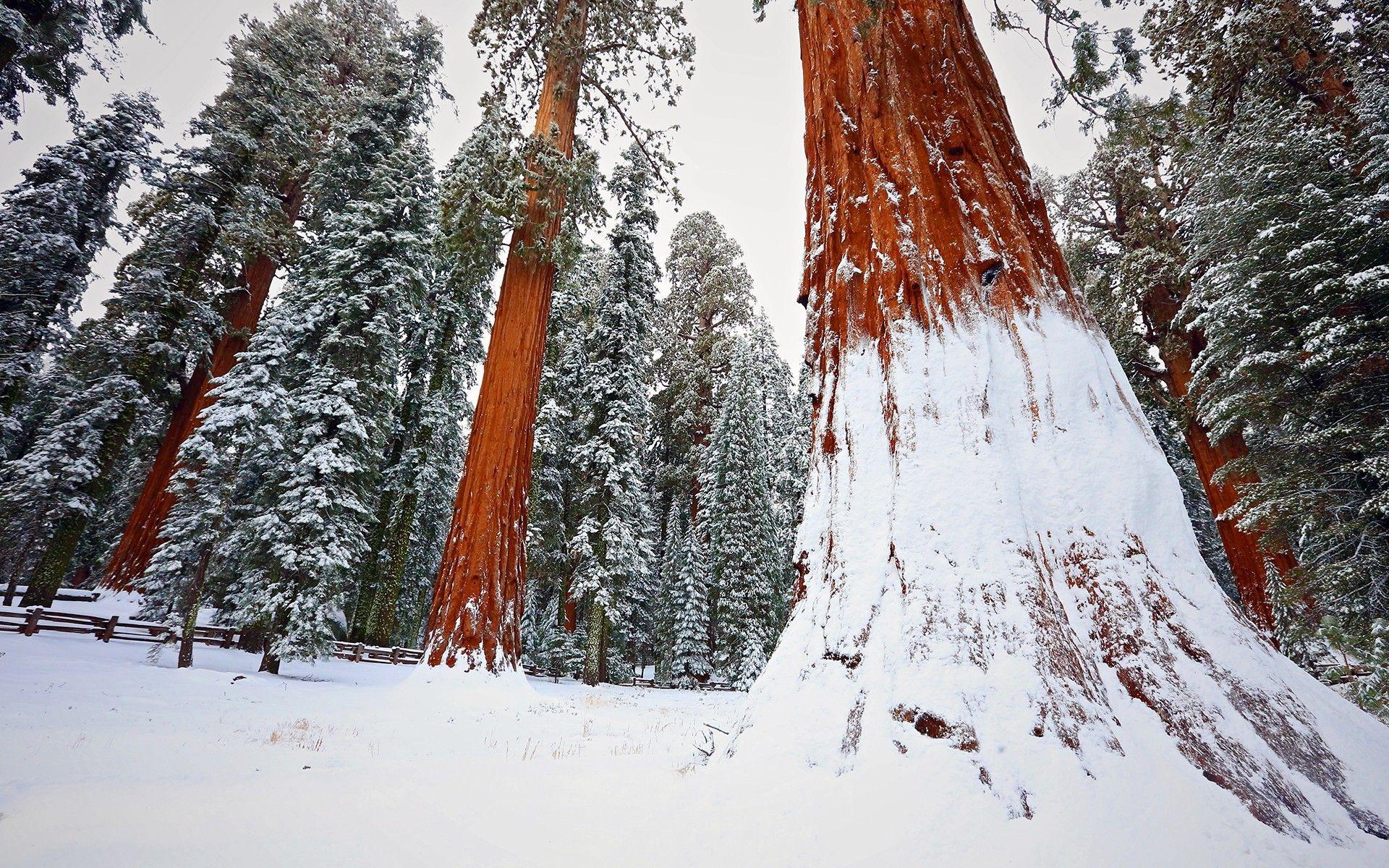 1920x1200 redwood, Snow, Trees, Winter, Nature, Forest Wallpaper HD / Desktop