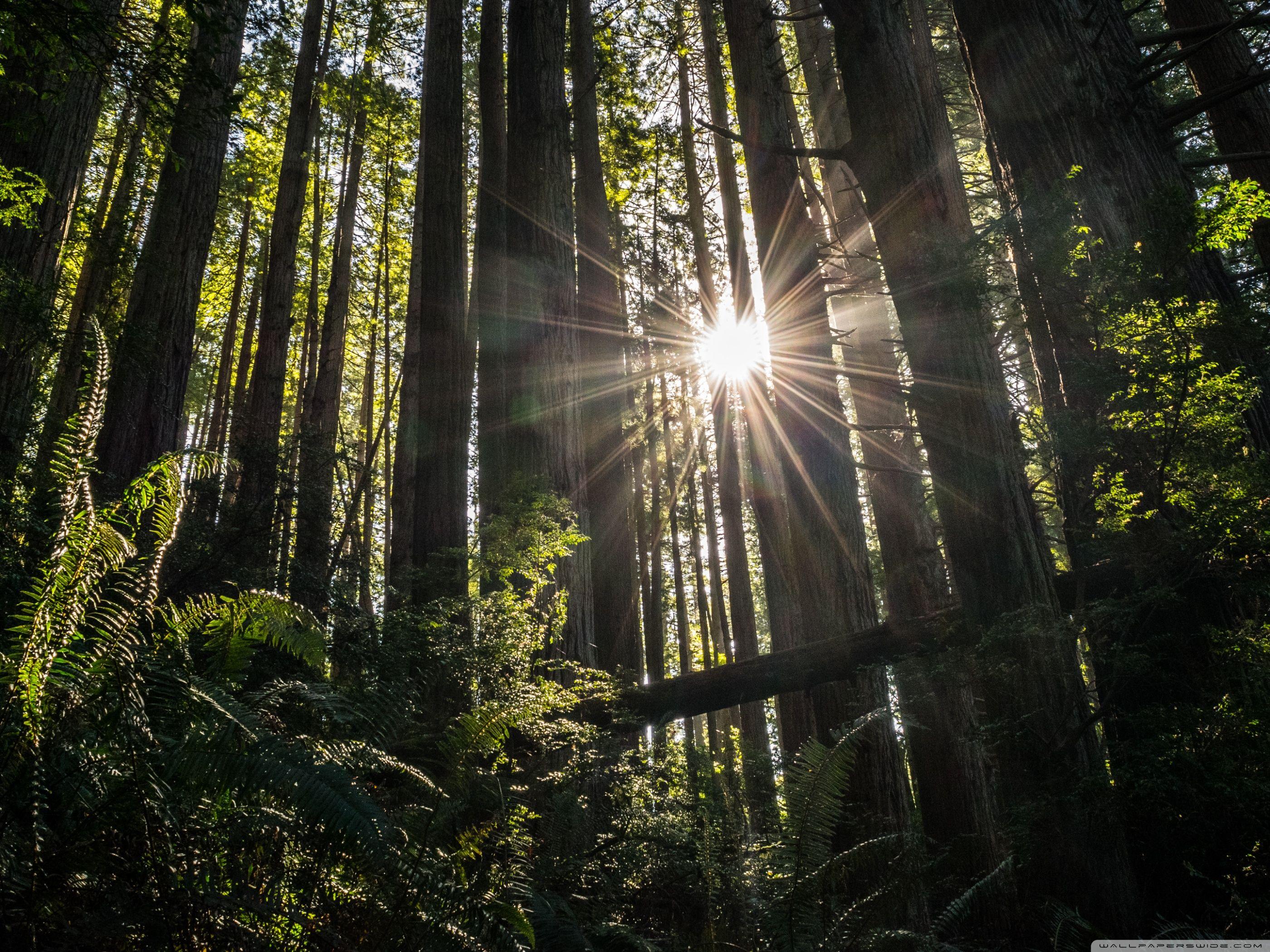 2800x2100 Redwoods ❤ 4K HD Desktop Wallpaper for • Wide & Ultra Widescreen