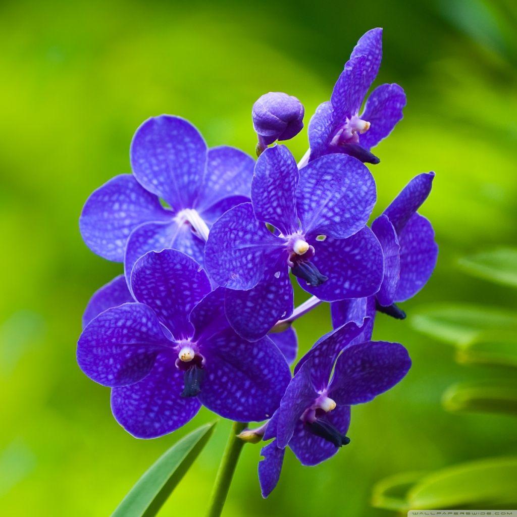1024x1024 Orchid Flower Wallpaper