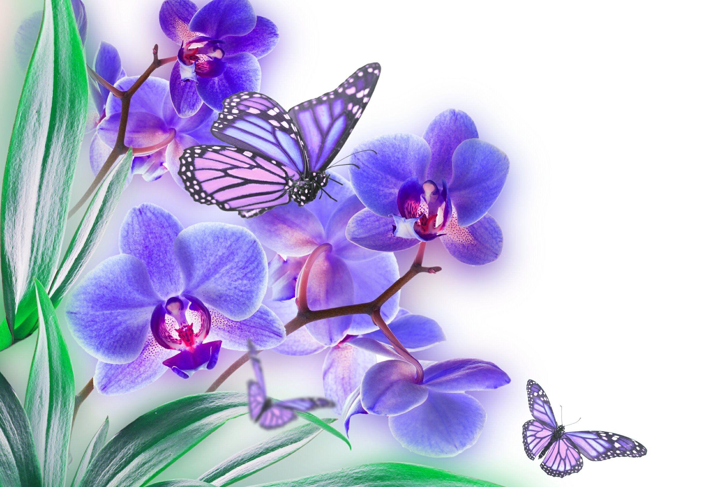 2500x1690 Orchid butterfly list flower color wallpaperx1690