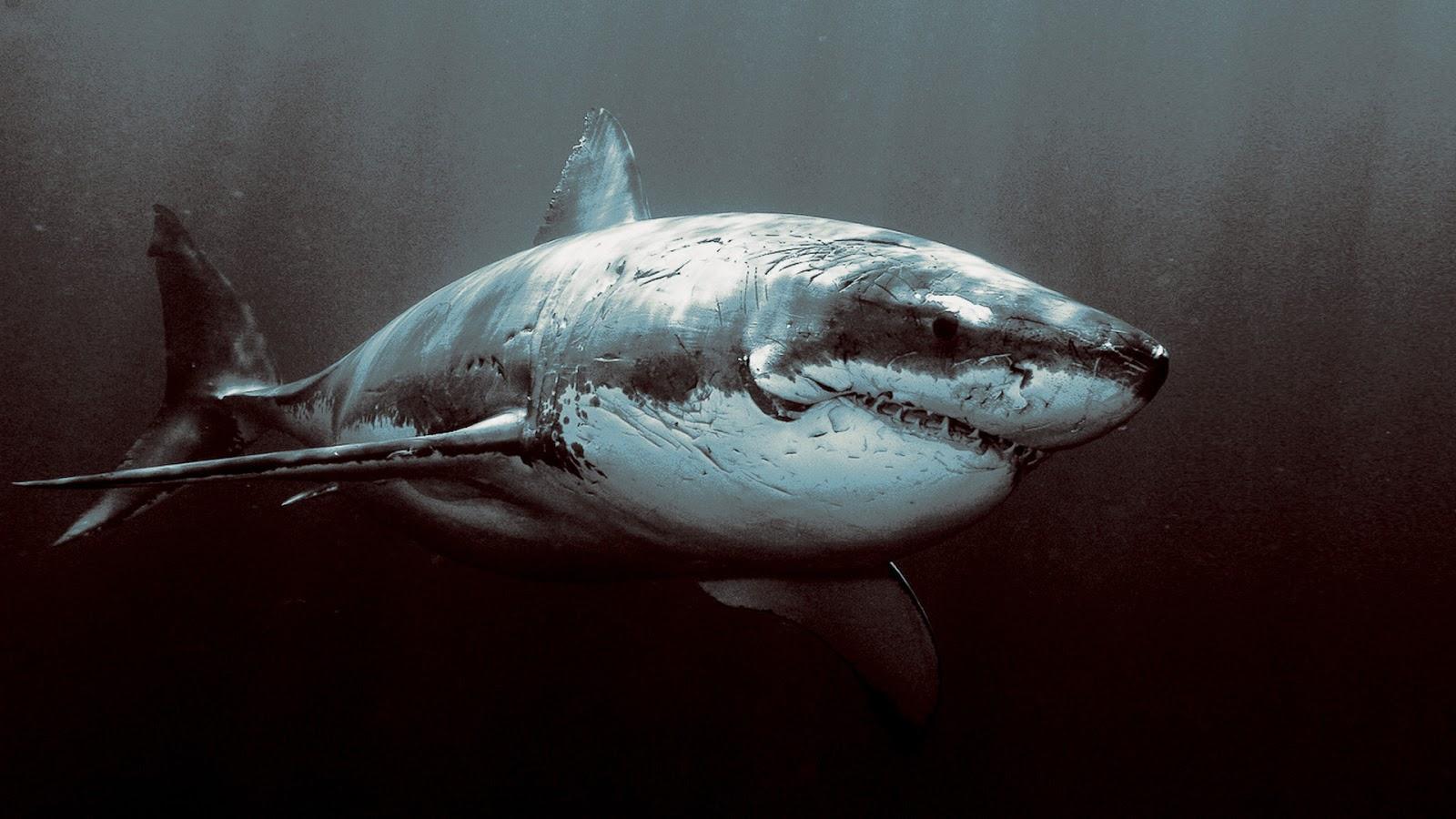 1600x900 Great White Shark Wallpaper HD