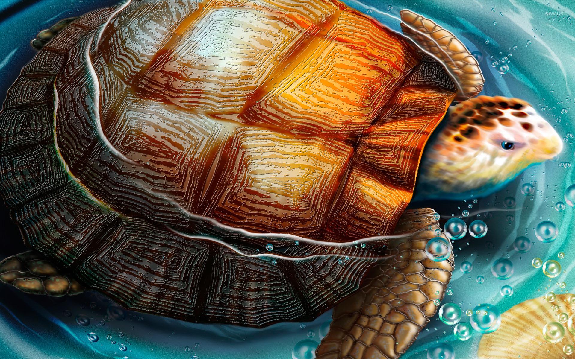 Turtle Art Wallpapers - Top Free Turtle Art Backgrounds - WallpaperAccess