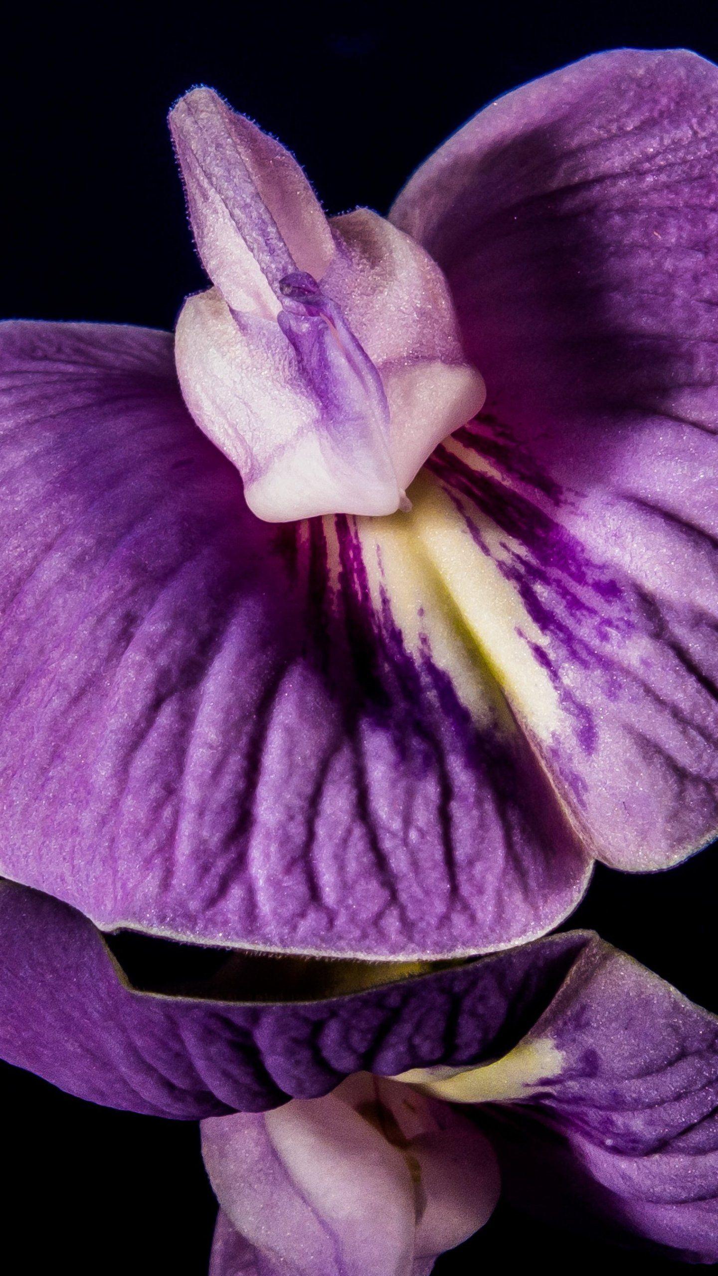 1440x2560 Purple Orchid Close Up Wallpaper & Desktop Background