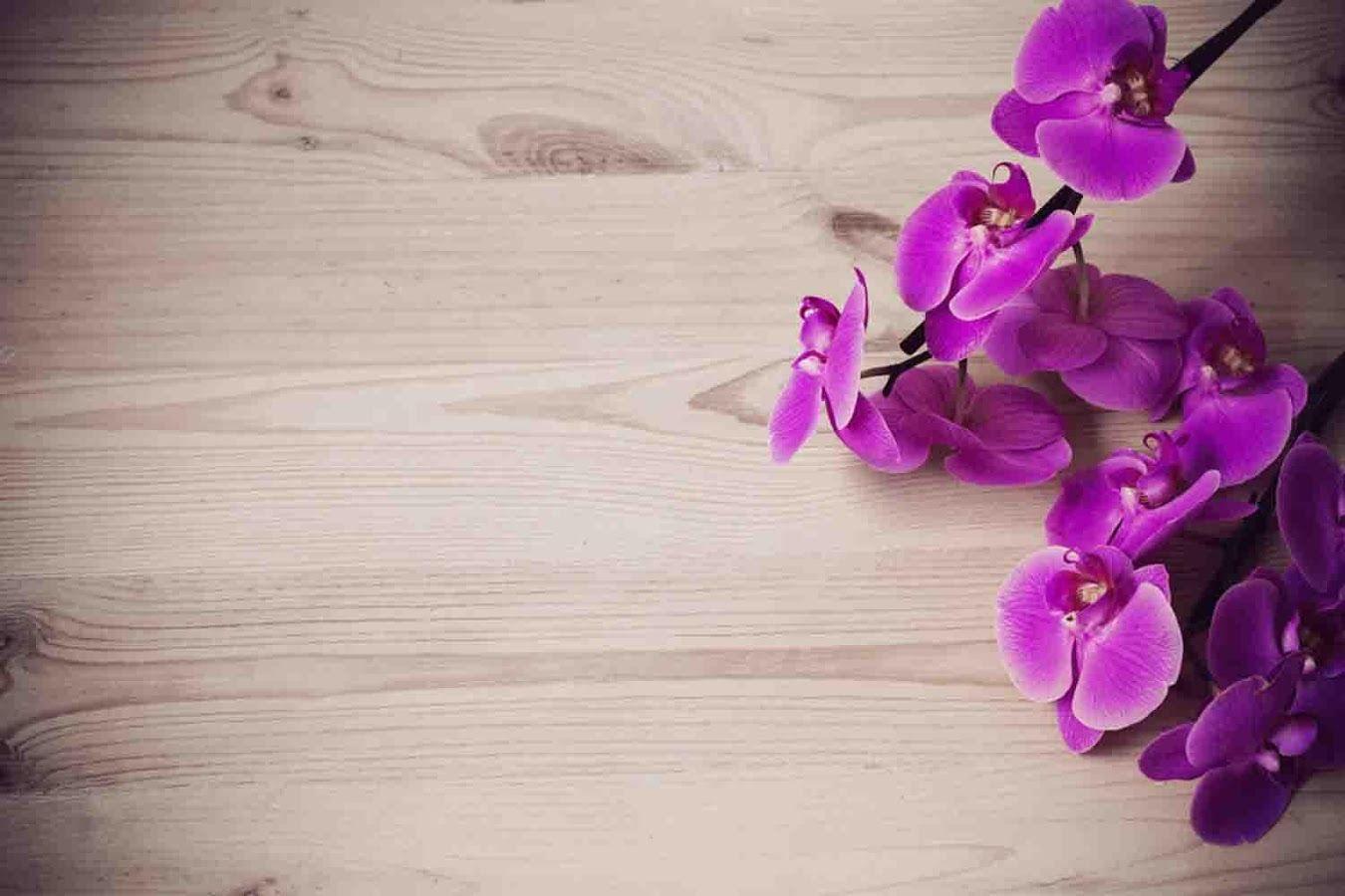 1350x900 Orchid Wallpaper 7 X 900