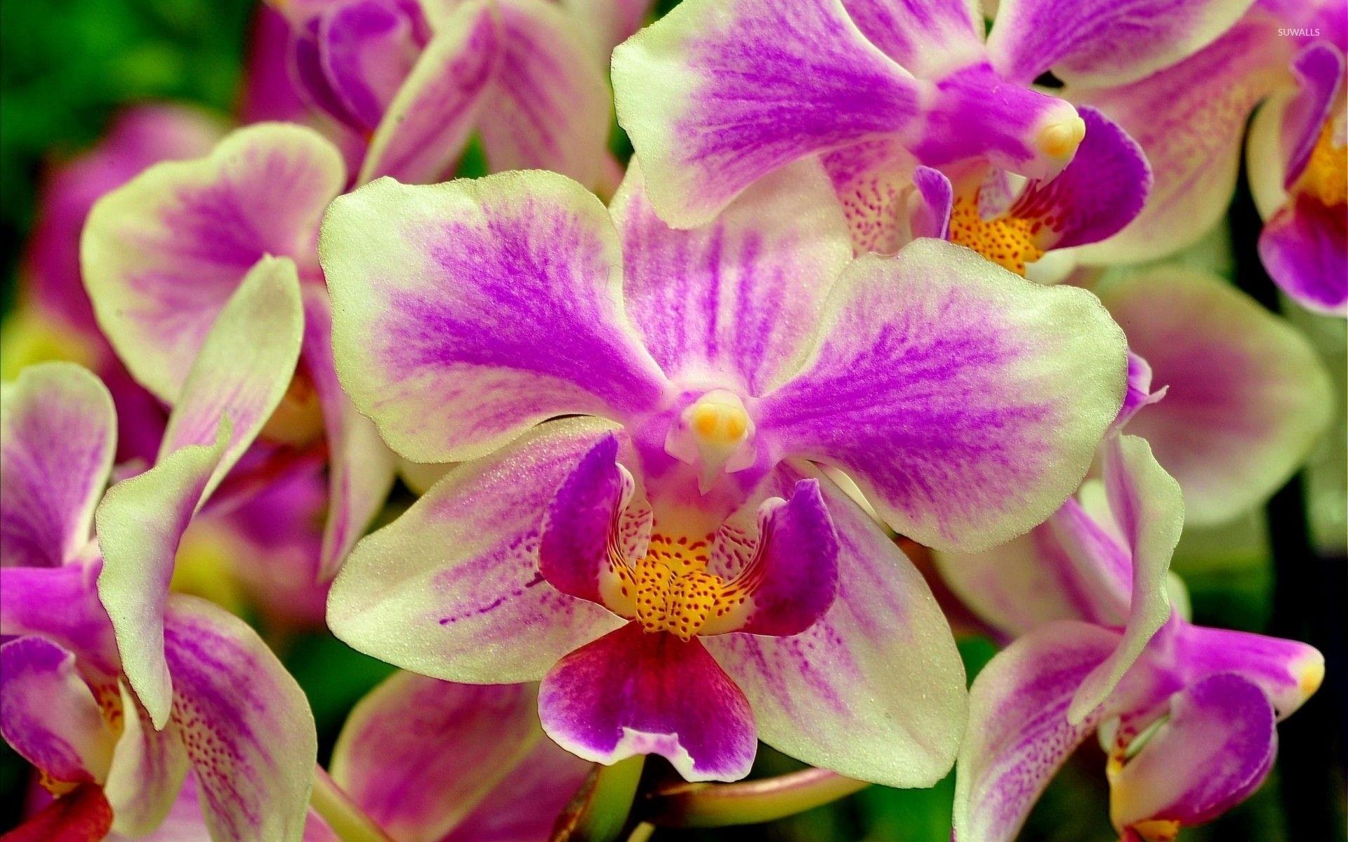 1920x1200 Purple Orchid Wallpaper background picture