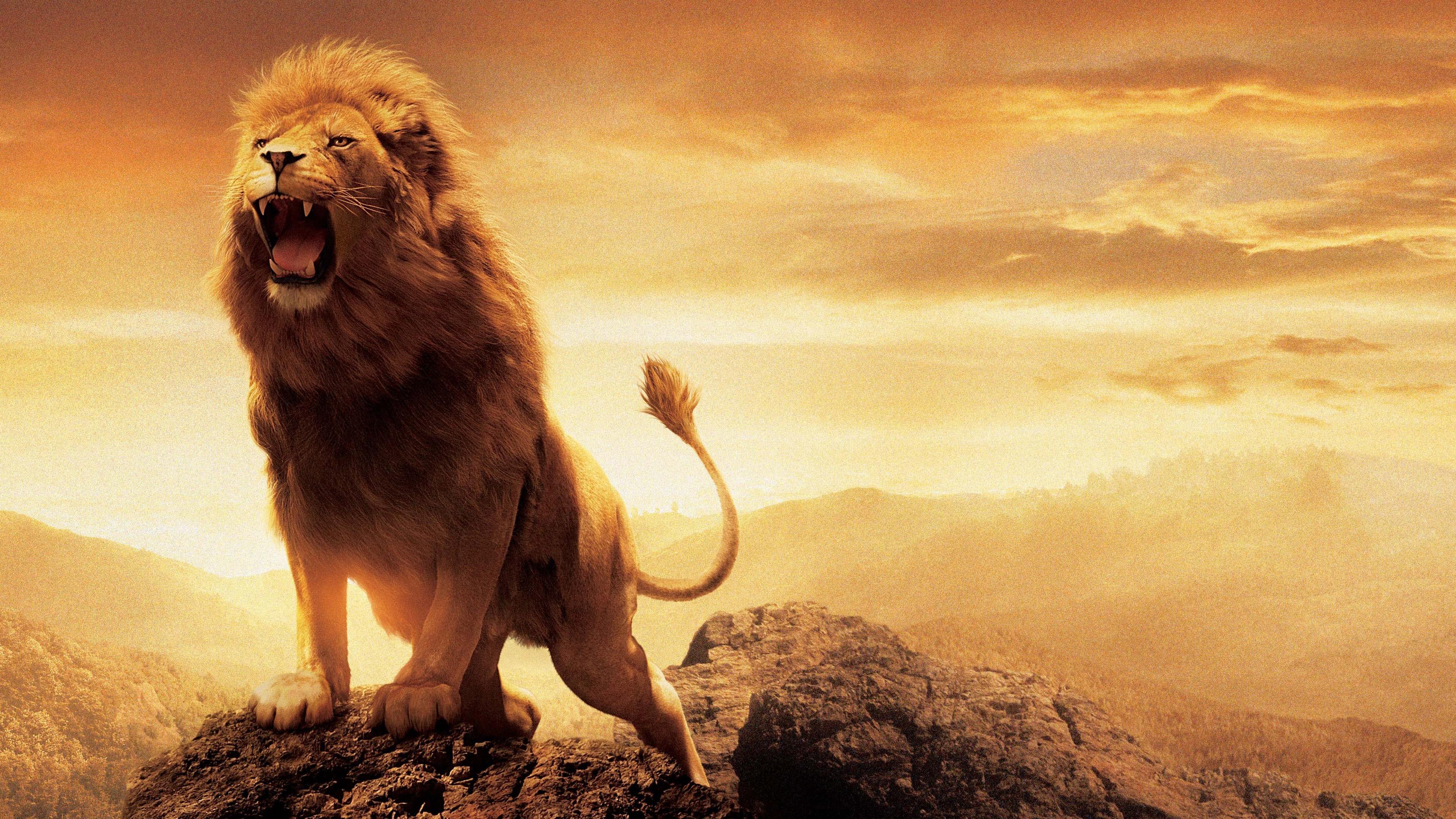 3840x2160 Wild Animal Wallpaper HD