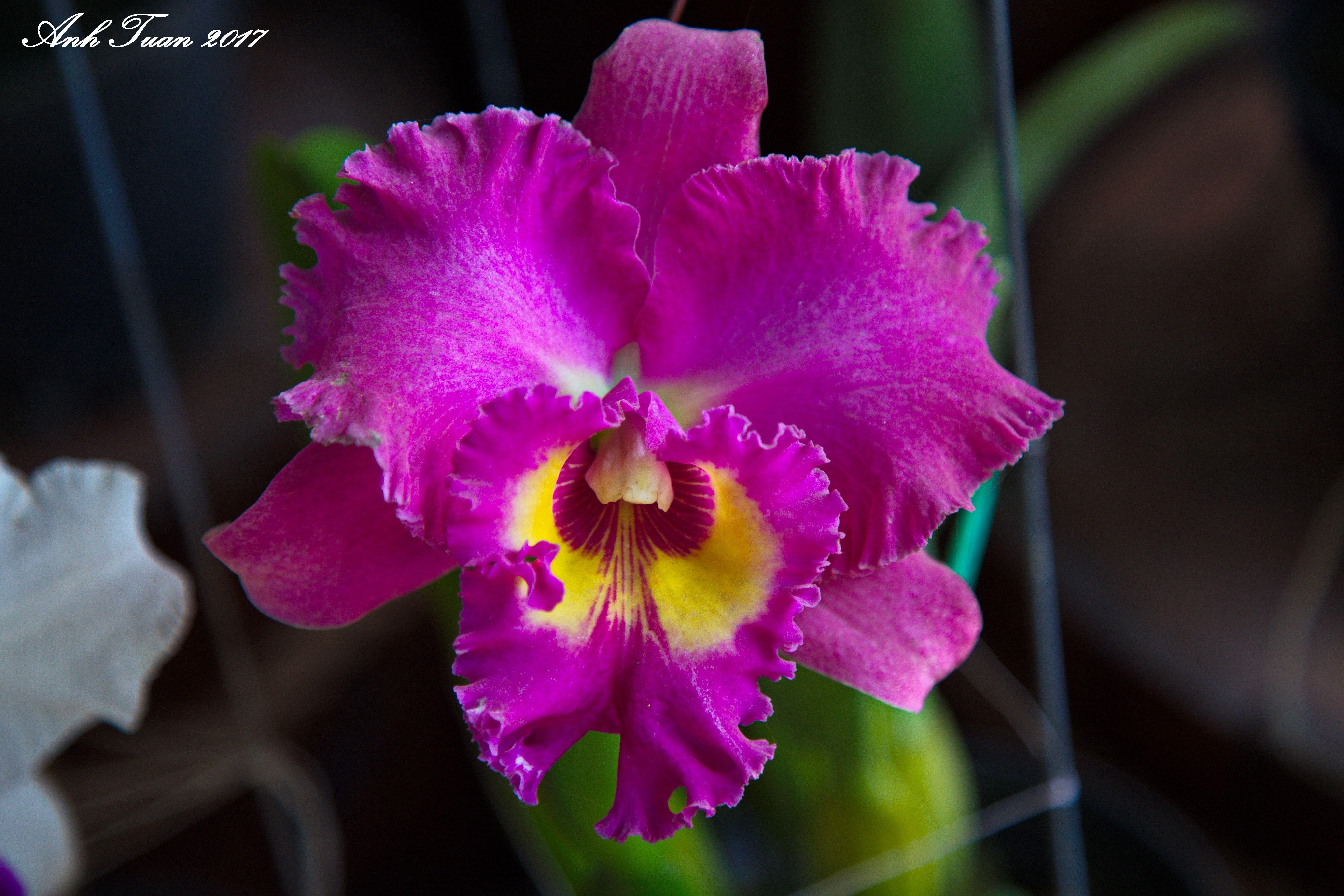 5472x3648 purple orchid free image