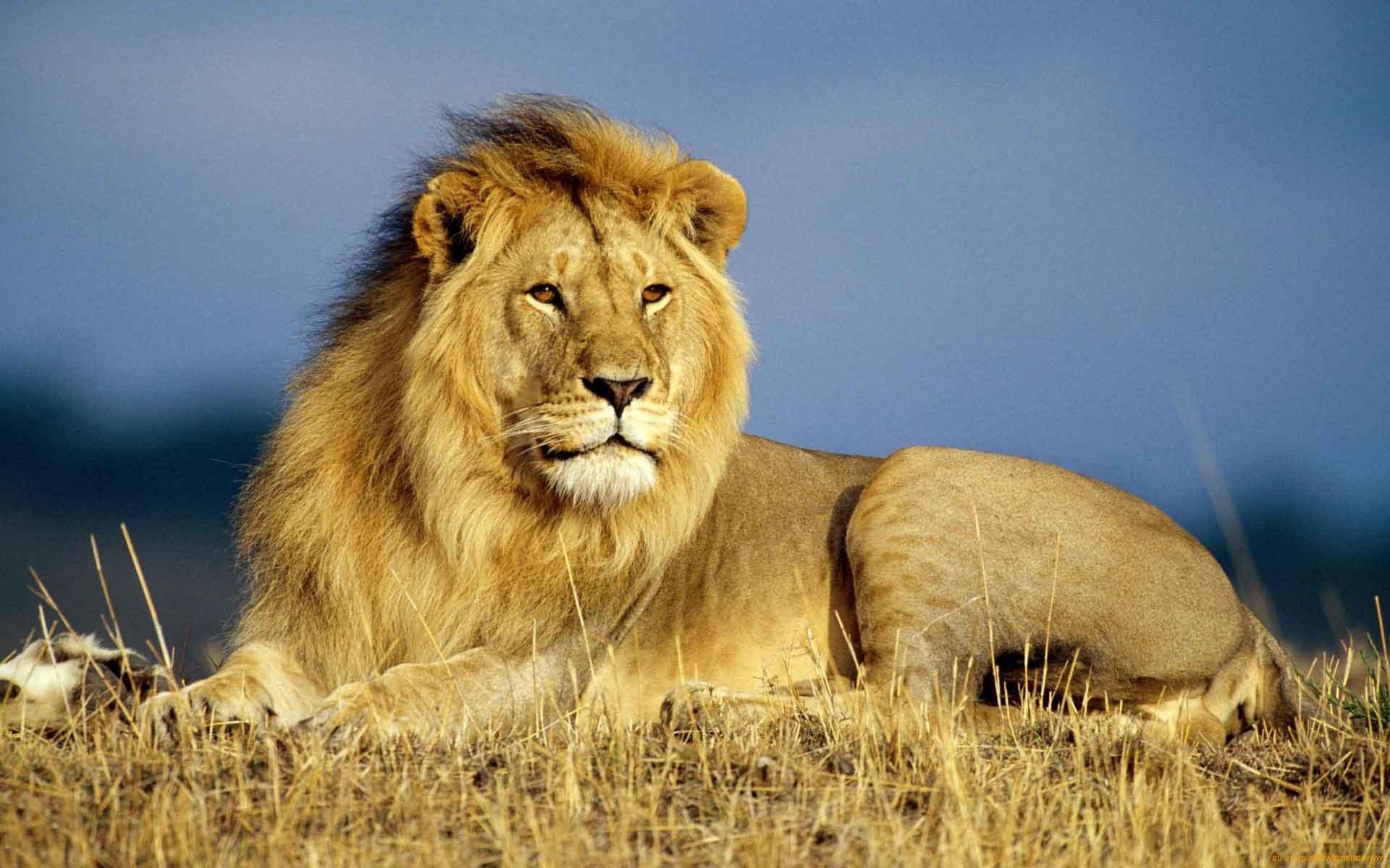 1920x1200 Wildlife Desktop Background