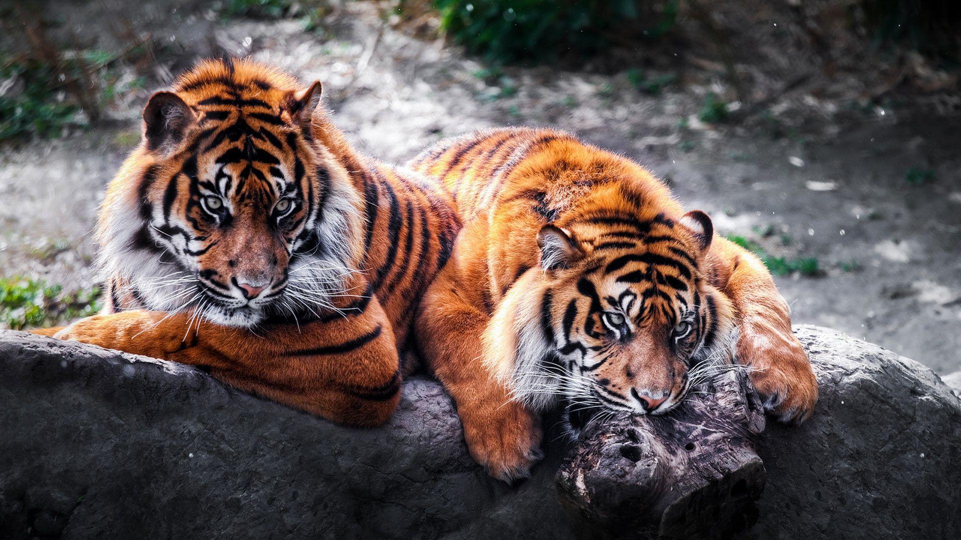 1920x1080 Tigers :). Wild animal wallpaper, Animals beautiful, Tiger wallpaper