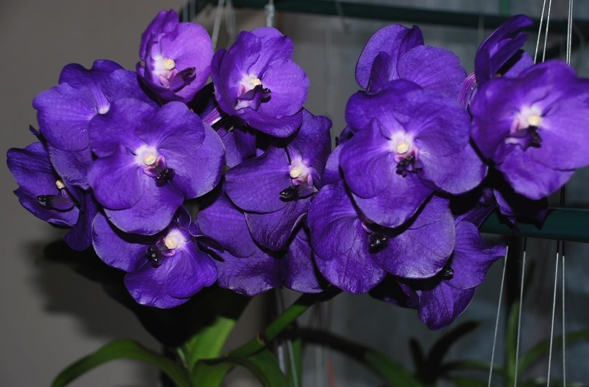 1900x1250 Purple Orchid Wallpaper About Orchid And Tulip Flowers