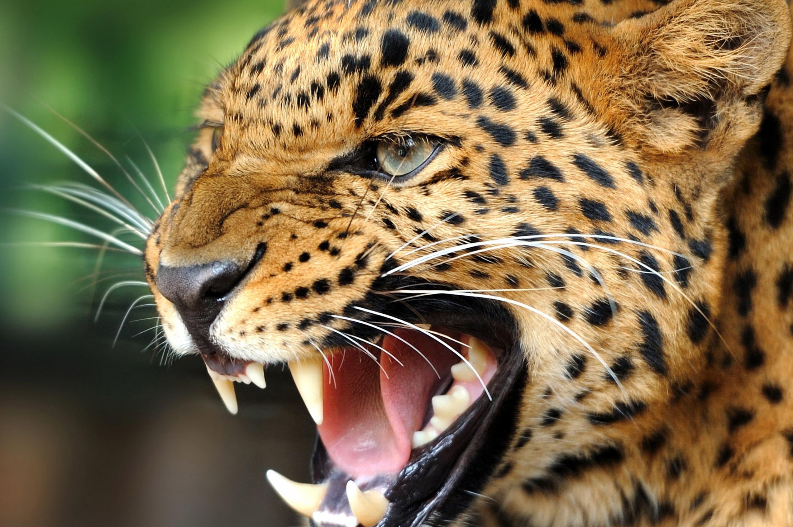 2545x1692 Animals Desktop Wallpaper