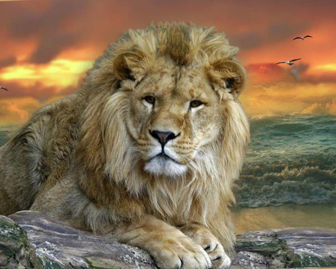 1094x876 Hd Animal Wallpaper, Wild Animals, High Resolution Animals