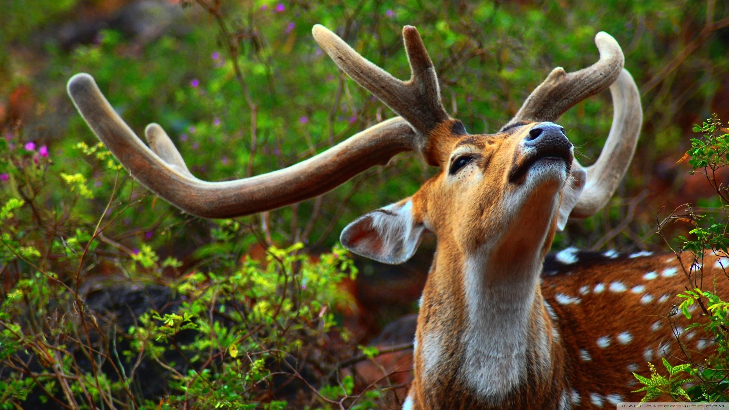 2560x1440 Wild Animal Ultra HD Desktop Background Wallpaper for 4K UHD TV : Widescreen & UltraWide Desktop & Laptop : Tablet