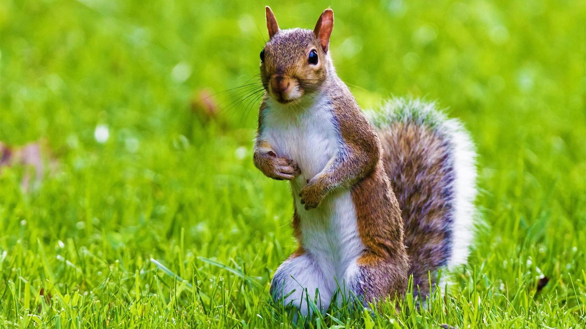 1920x1080 Cute Animal Wallpaper for Desktop
