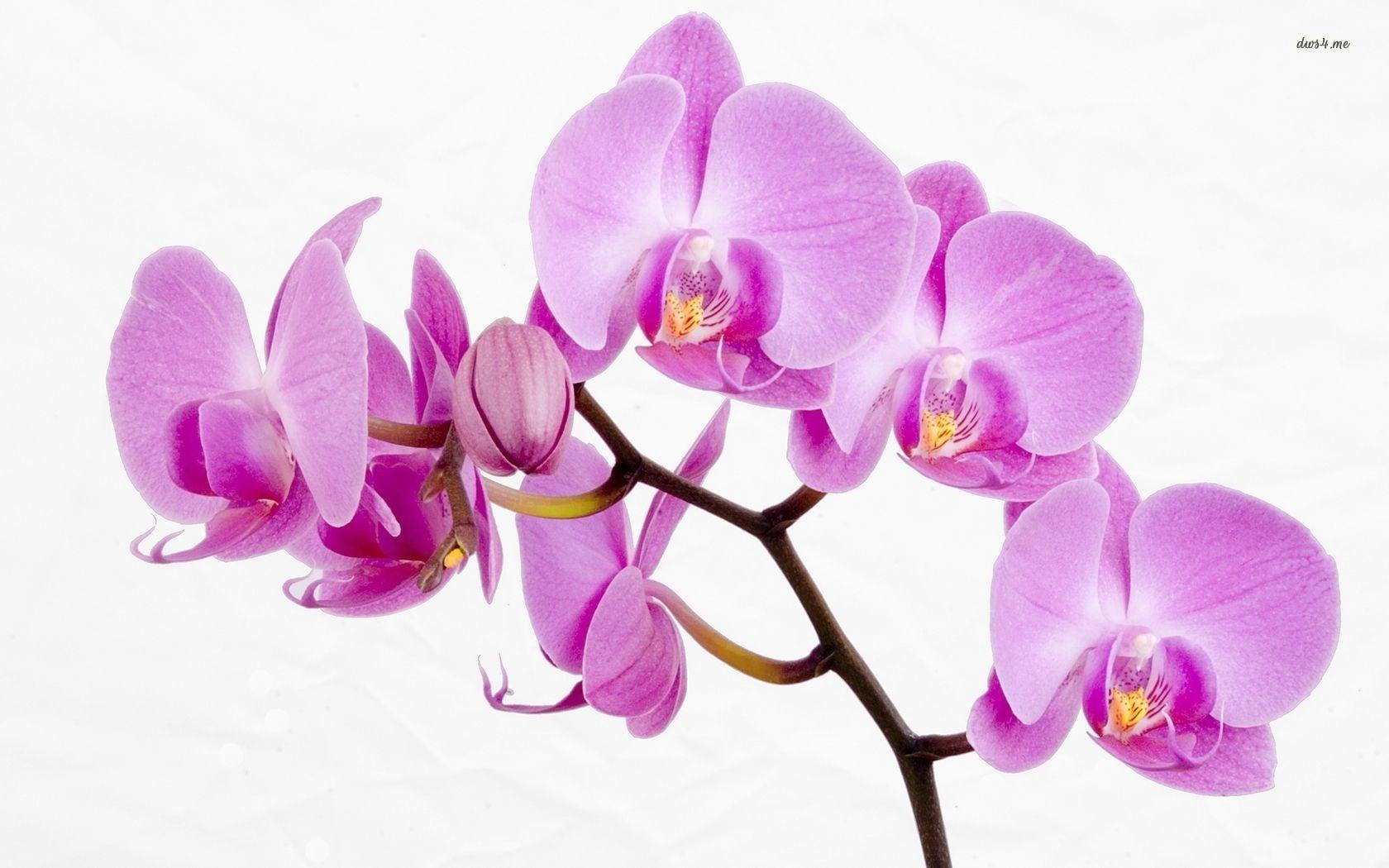 Purple Orchid Flower Wallpaper