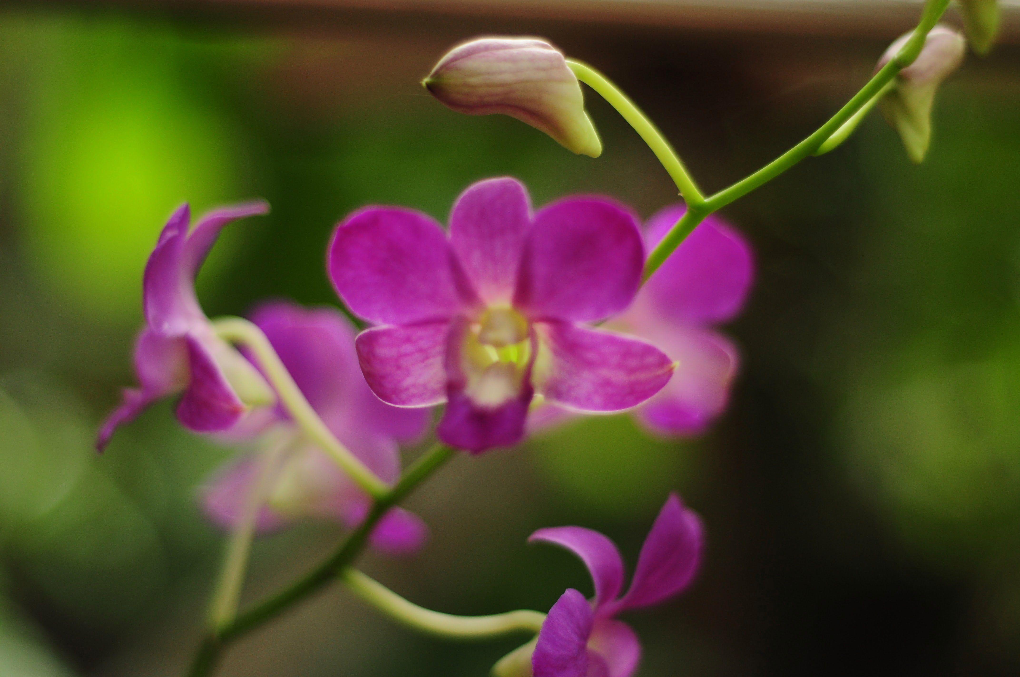 4288x2848 Purple orchid flowers HD wallpaper