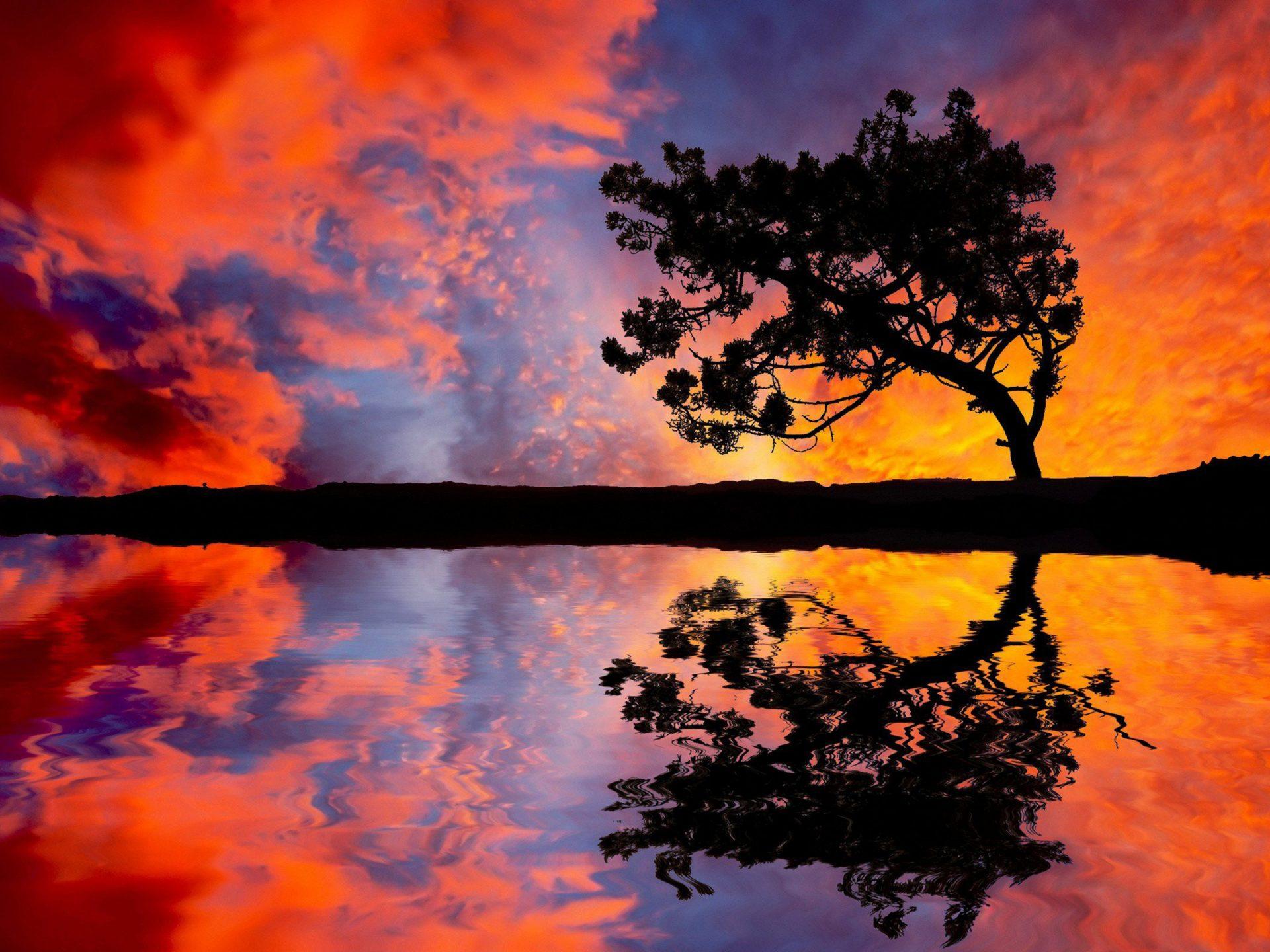 Sunset Trees Wallpapers - Top Free Sunset Trees Backgrounds ...