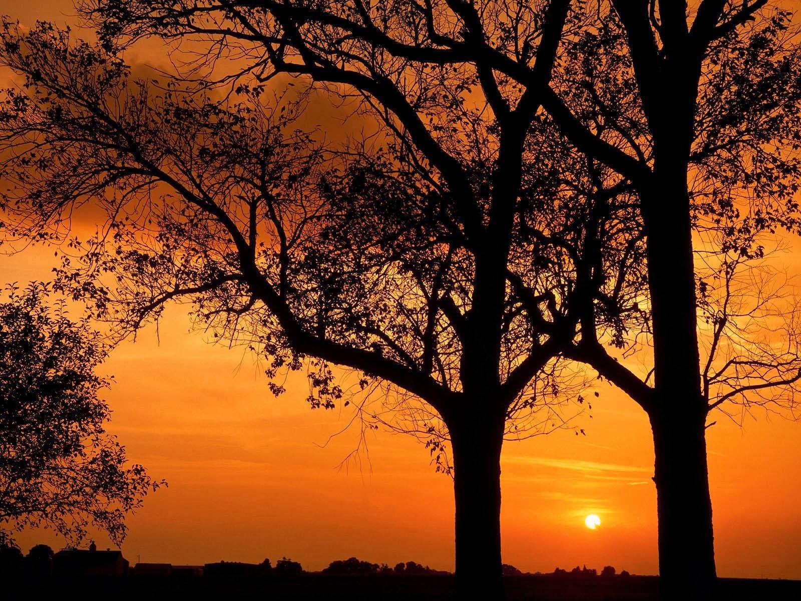 Sunset Trees Wallpapers - Top Free Sunset Trees Backgrounds ...