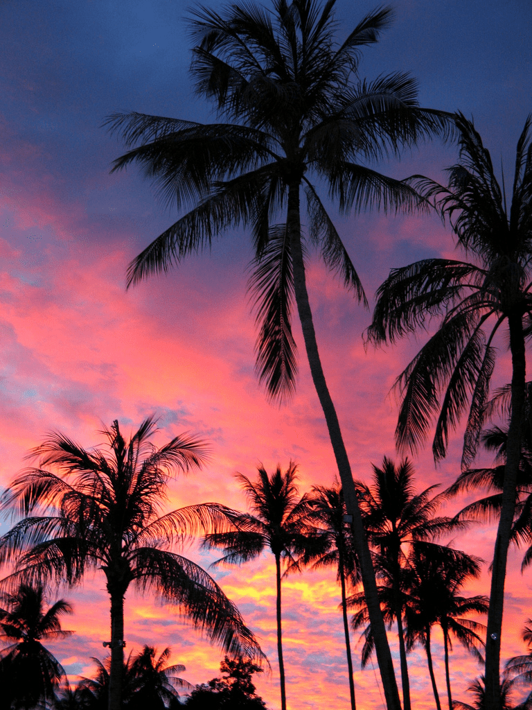 768x1024 Max mob. Sunset over the beach, v.8.3 509.7 Kbytes. Palm trees wallpaper, Sunset wallpaper, Sunset picture