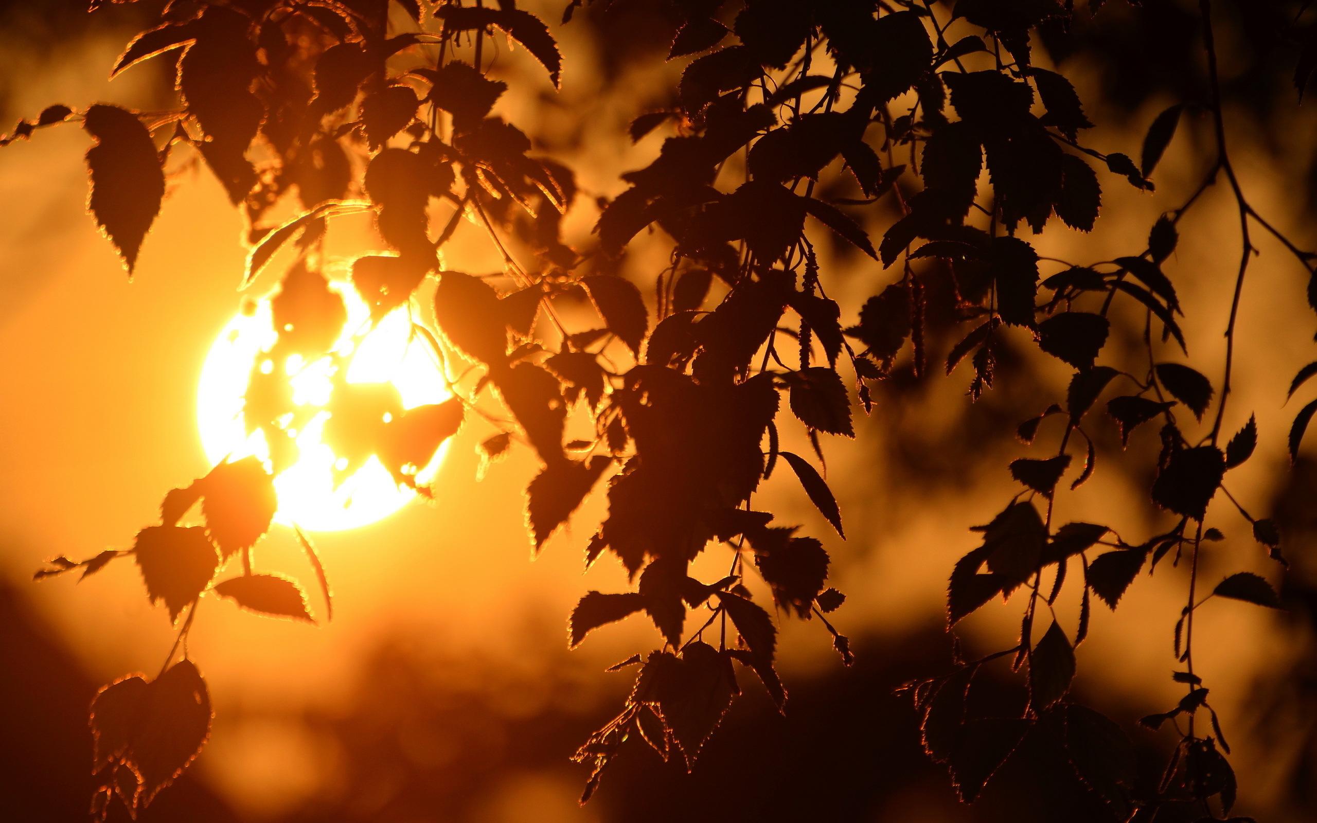 2560x1600 Sunset tree twigs