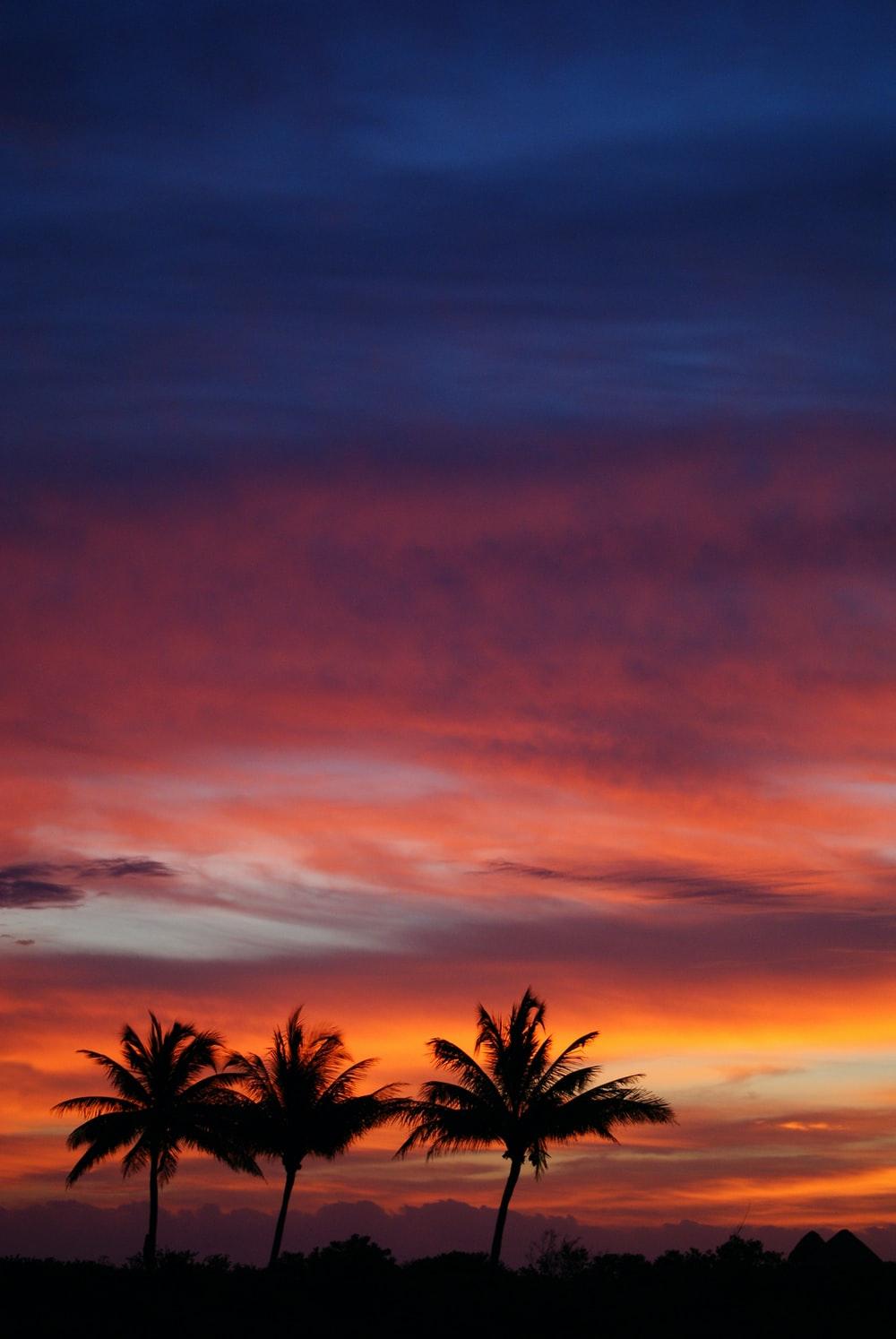 1000x1494 Sunset Tree Picture [HD]. Download Free Image