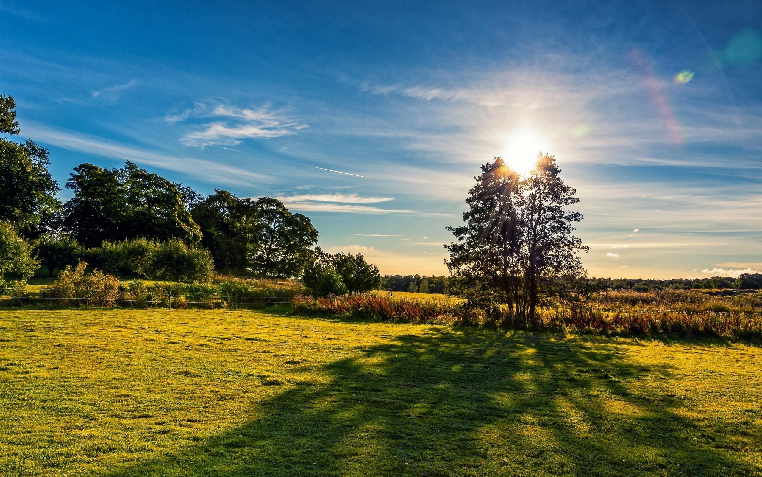 2560x1601 nature, Sunset, Trees, Grass, Shadow Wallpaper HD / Desktop and Mobile Background