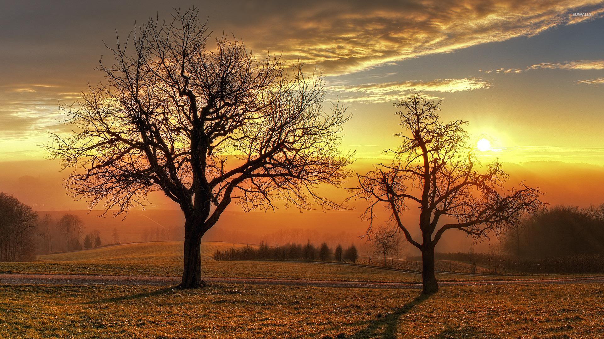 1920x1080 Sunset above the winter trees wallpaper wallpaper