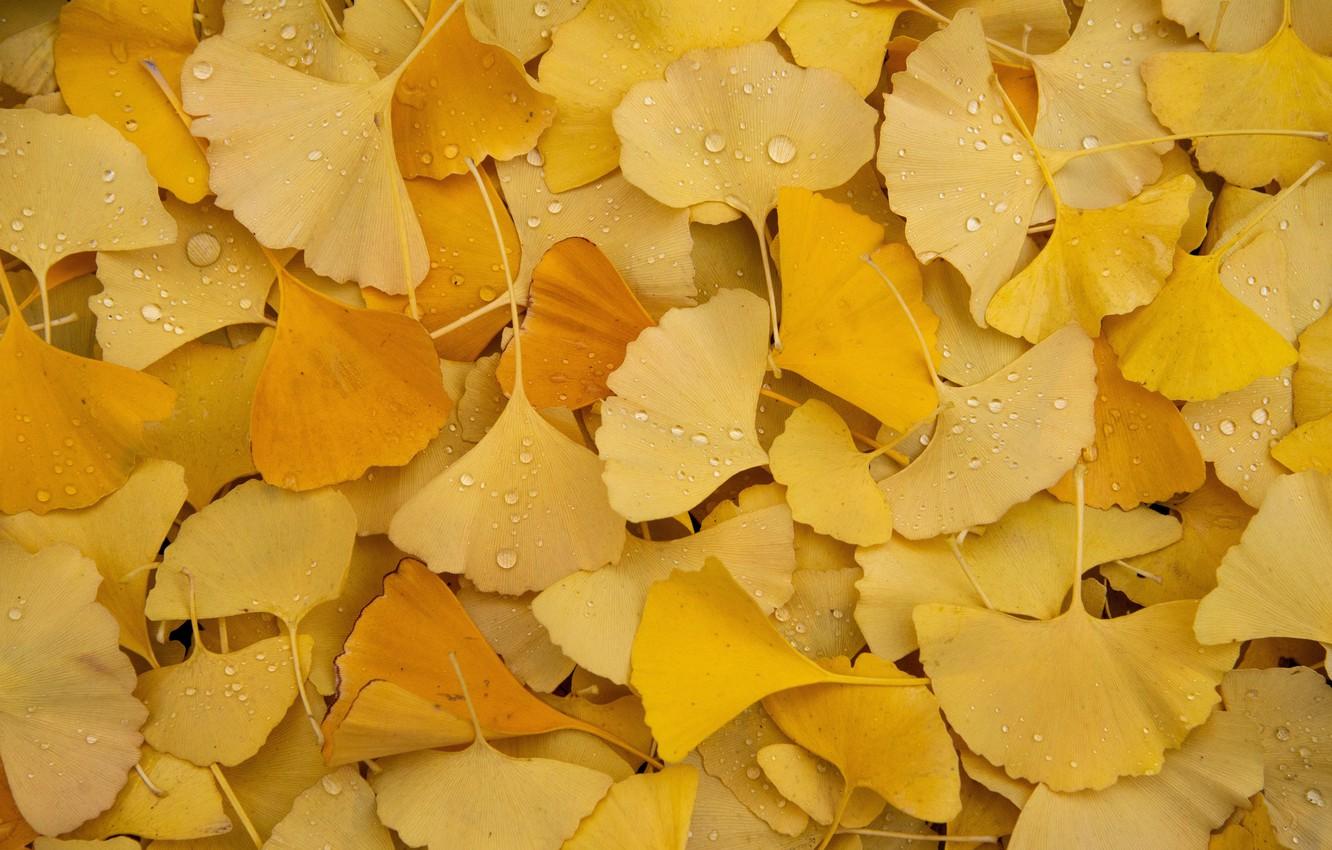 1332x850 Wallpaper autumn, leaves, drops, foliage, yellow, a lot, autumn leaves, Ginkgo biloba image for desktop, section природа