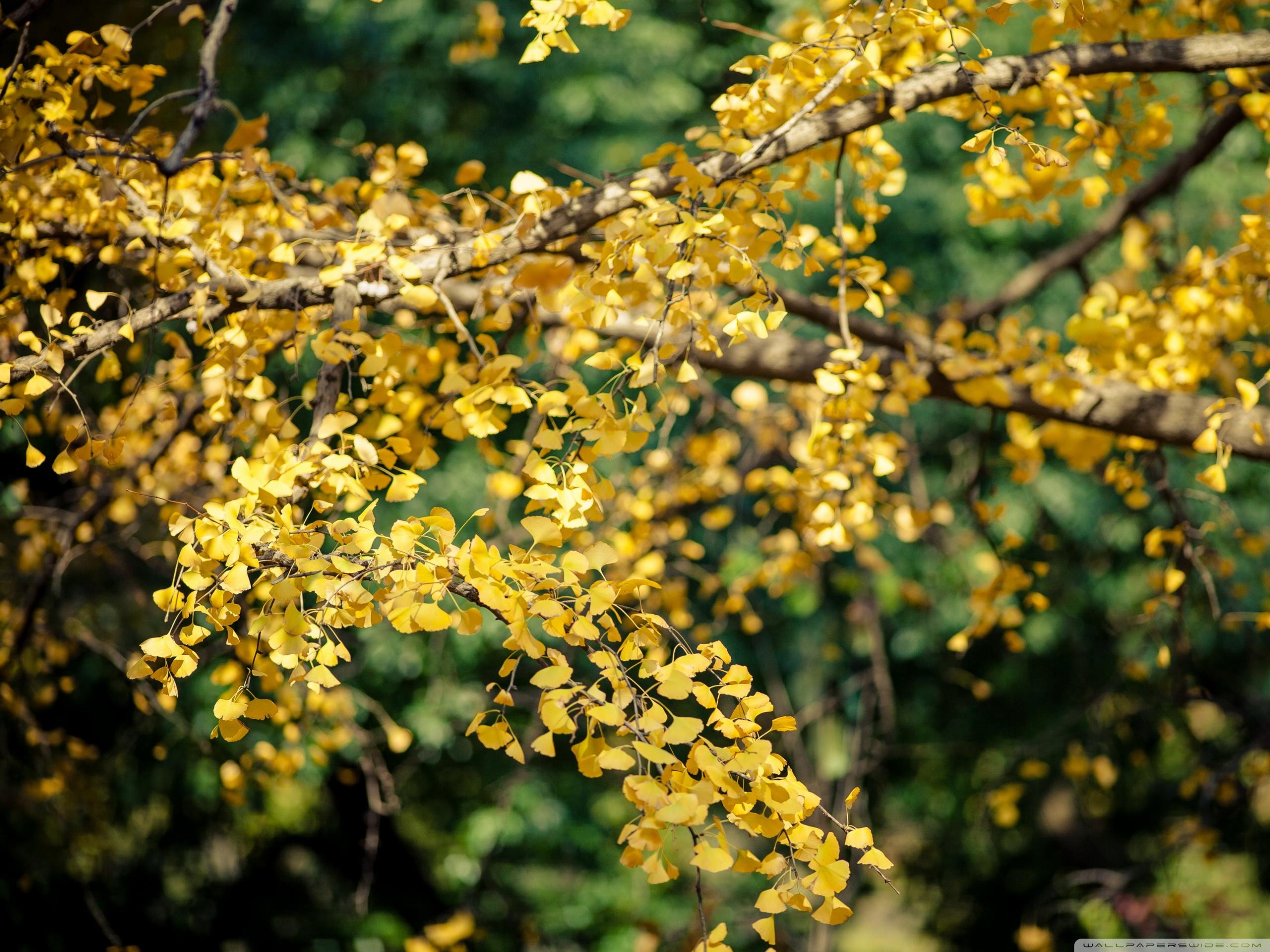 2560x1920 Ginkgo Tree Yellow Leaves Ultra HD Desktop Background Wallpaper for 4K UHD TV : Multi Display, Dual Monitor : Tablet