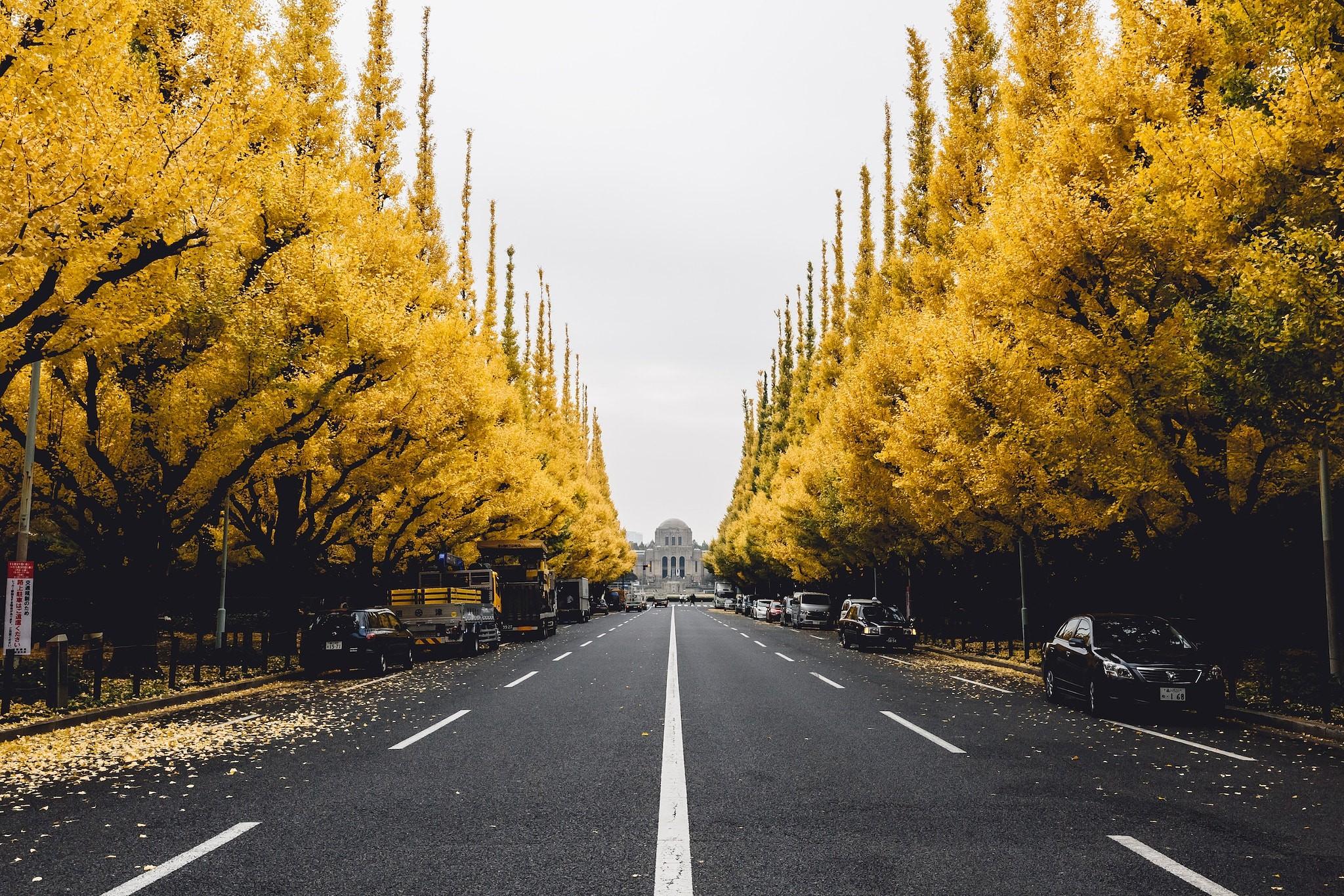2048x1366 gingko tree city street trees wallpaper. Mocah HD Wallpaper