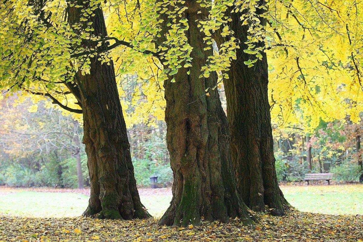1200x800 How to Start a Ginkgo Tree From Seed
