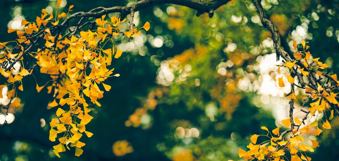 1400x665 Ginkgo Trees Were Going Extinct on Their Own; Then Humans Saved These 'Living Fossils' So Now They're Everywhere
