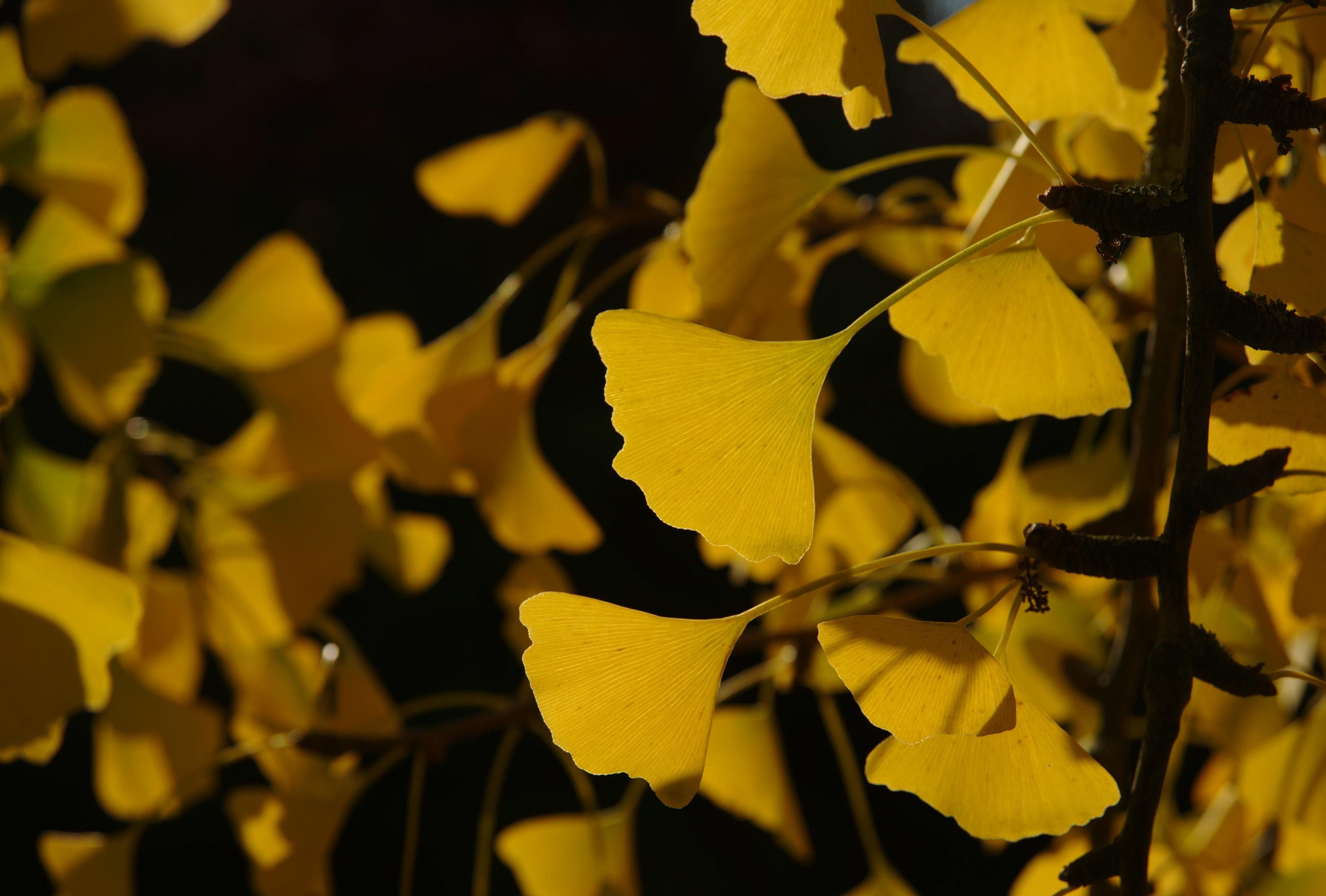 3922x2650 Ginkgo biloba: The tree that outlived the dinosaurs