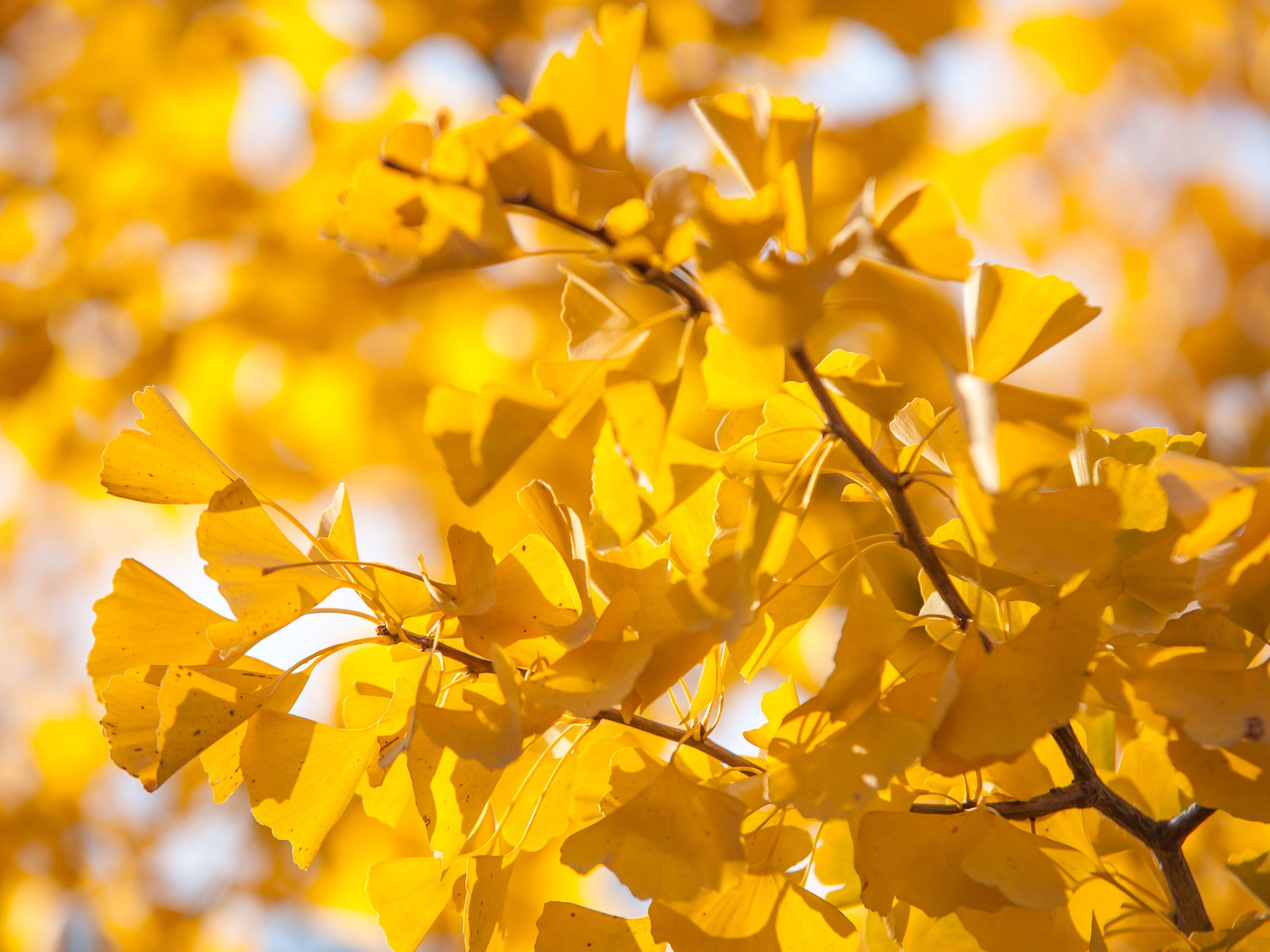 Ginkgo Tree Wallpapers - Top Free Ginkgo Tree Backgrounds - WallpaperAccess