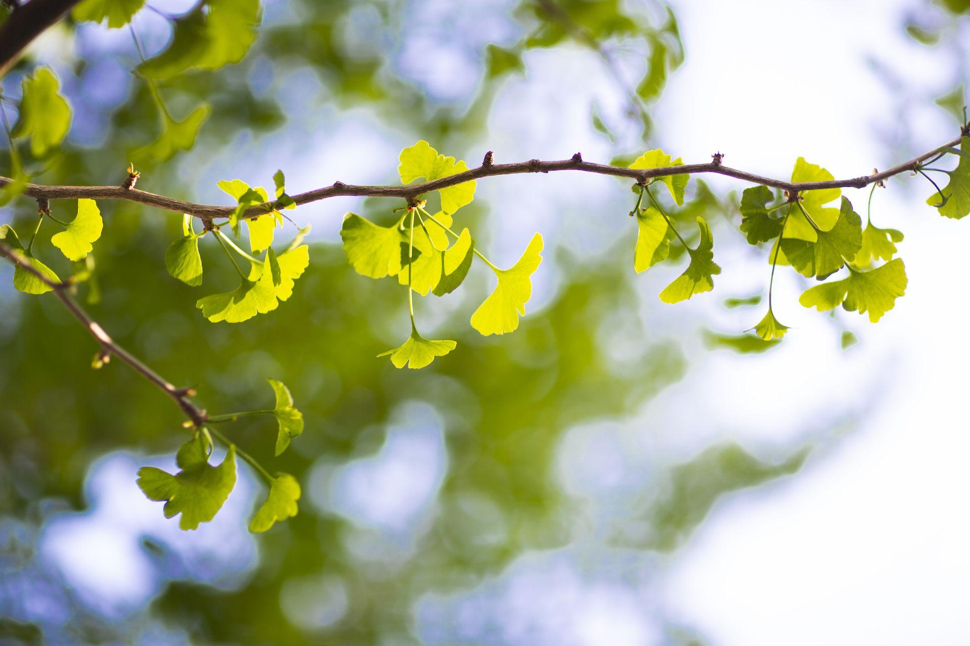 1920x1280 Secrets of the Ginkgo Seeds