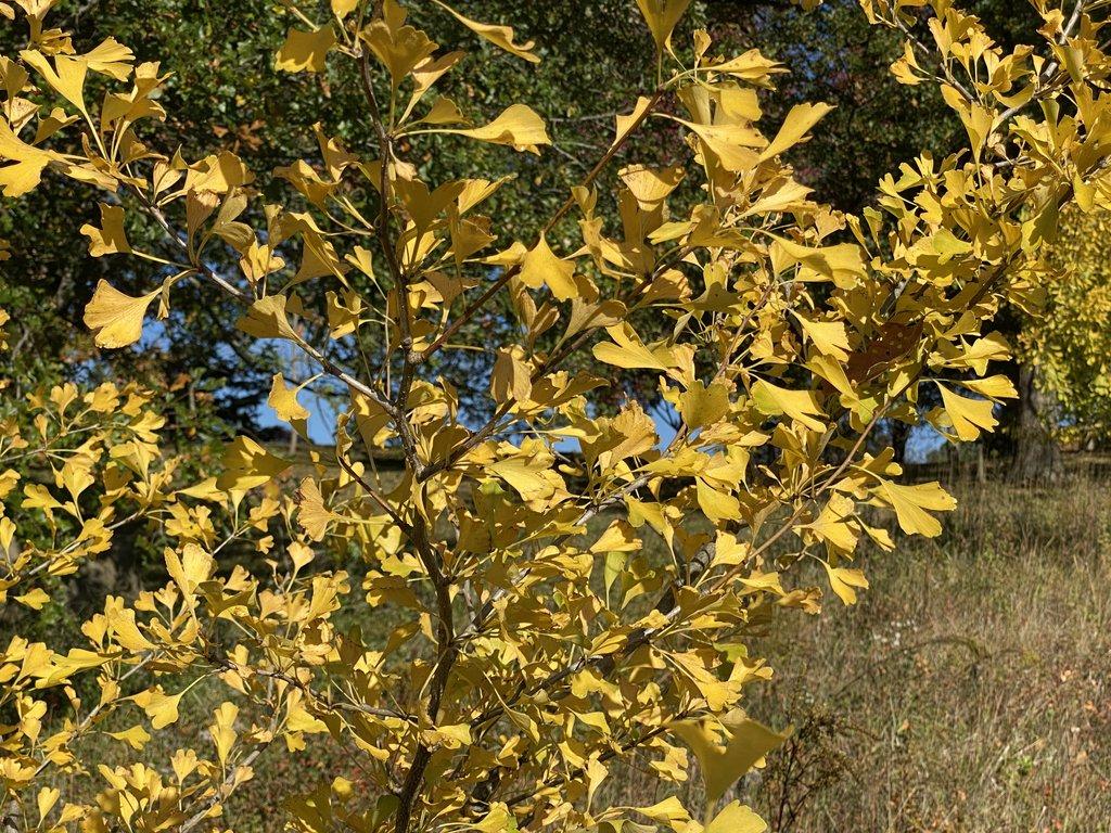 1024x768 Buy Ginkgo biloba 'Tony Mahalic Selection' Dwarf Male Ginkgo Tree