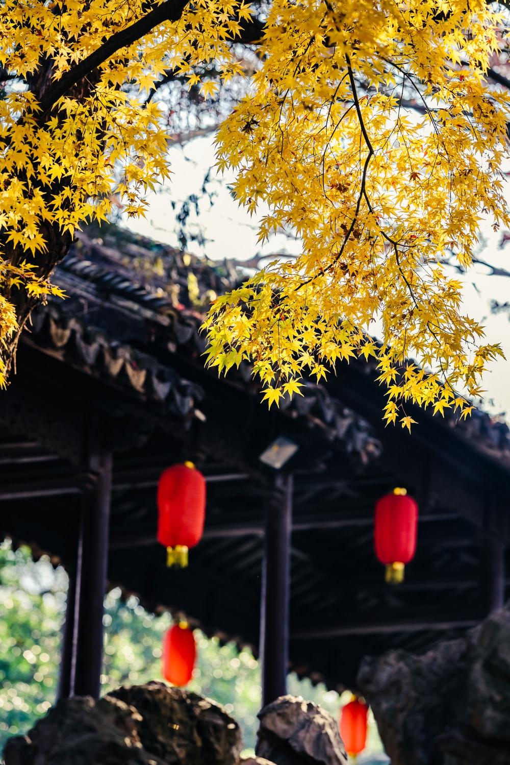1000x1499 Ginkgo Biloba Picture. Download Free Image