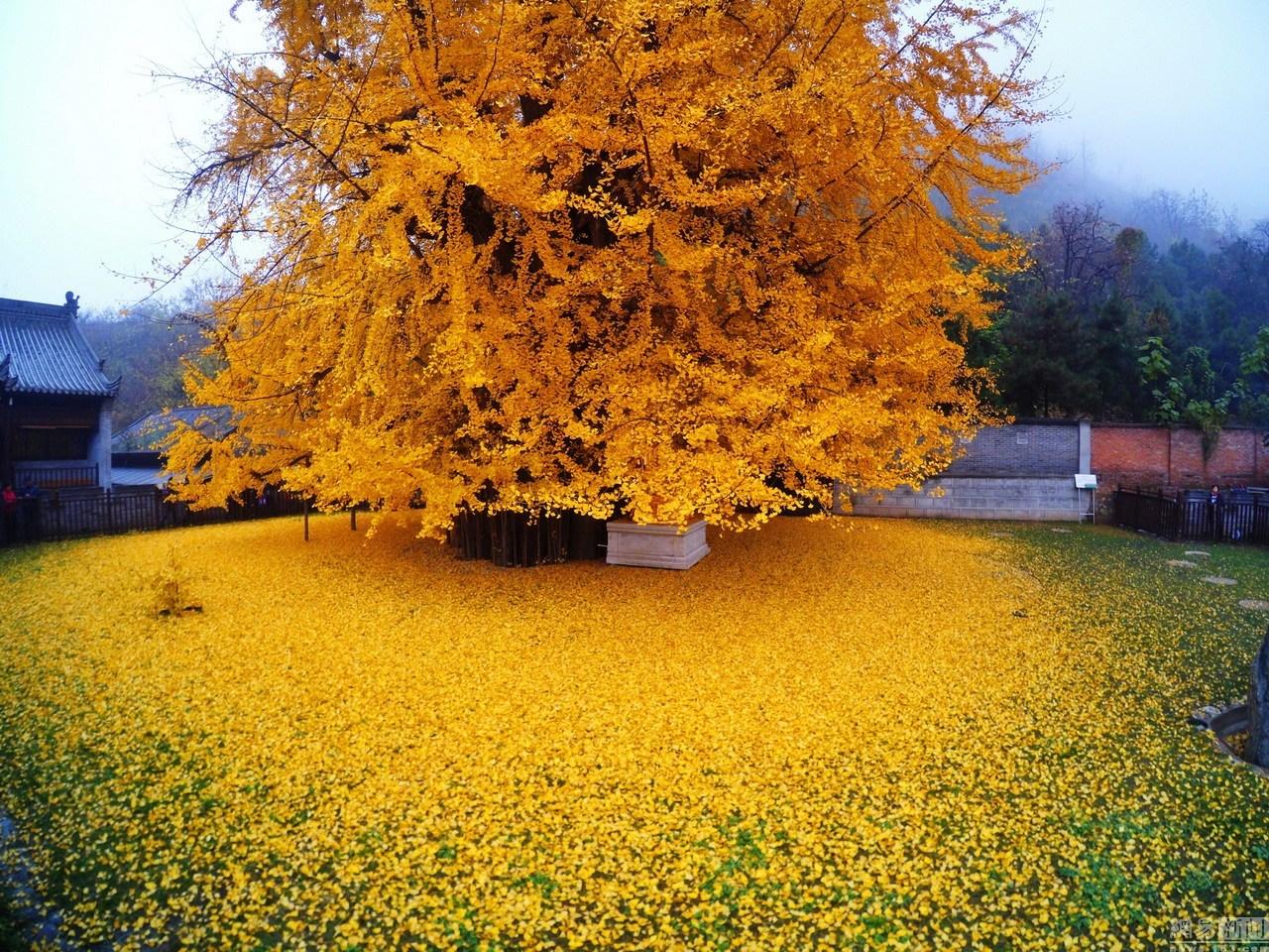 1280x960 The Ginkgo Tree