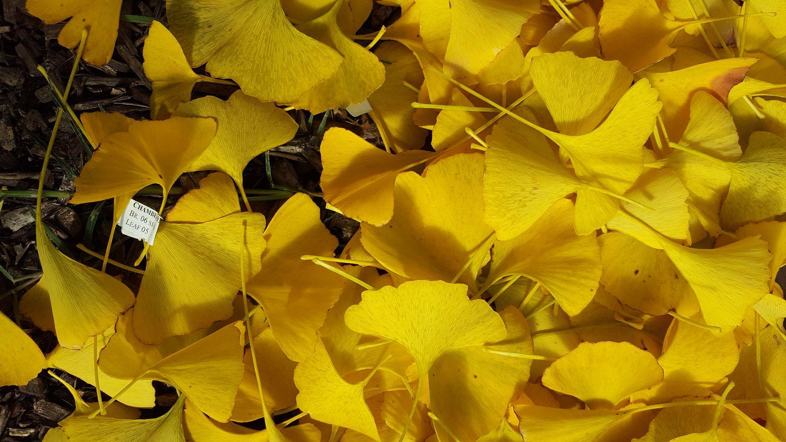 1600x900 Smithsonian Scientists Are Using Ginkgo Leaves to Study Climate Change—They Need Your Help. At the Smithsonian