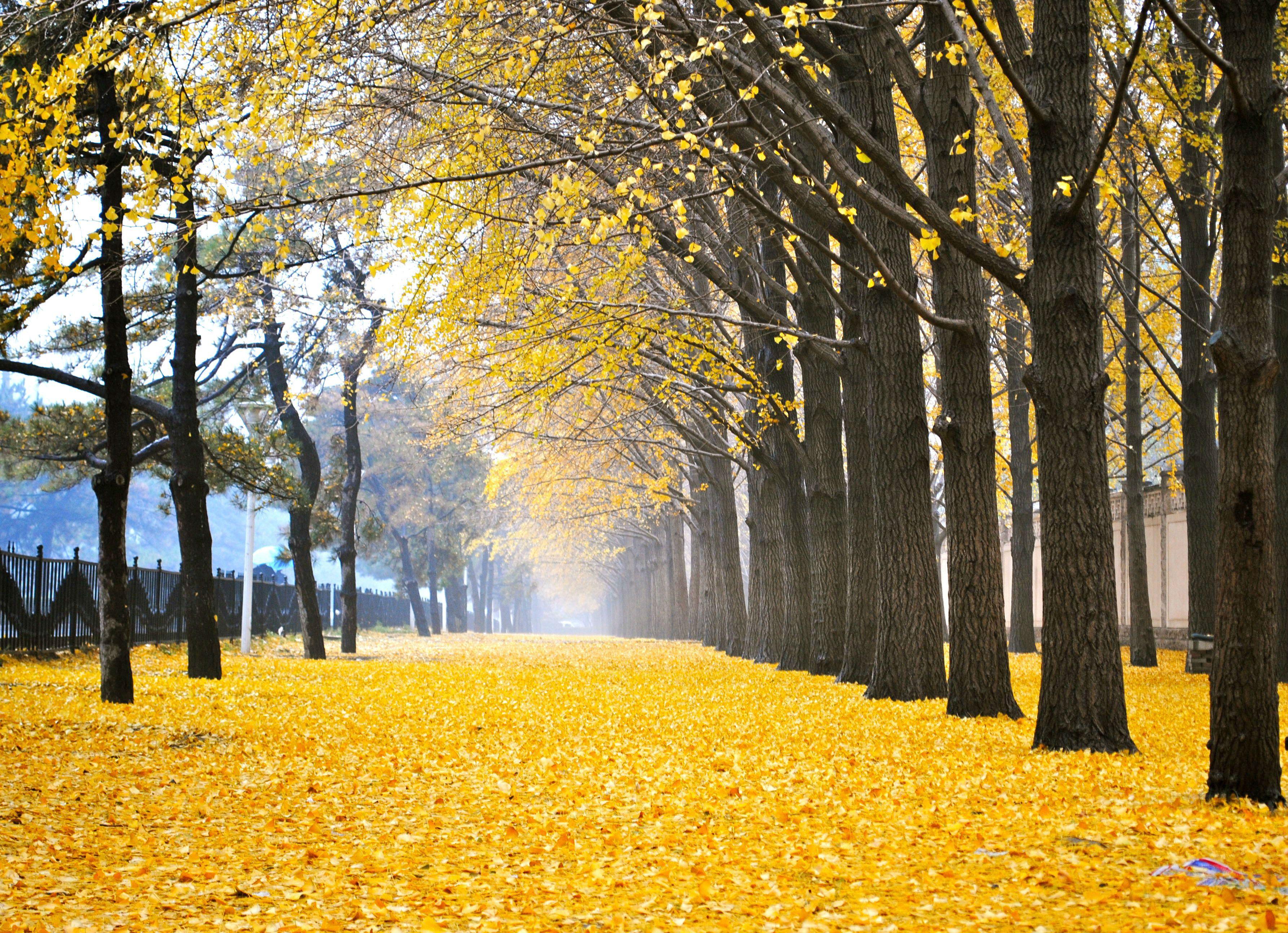 3571x2588 Beautifully colored leaves of Ginkgo Biloba Trees in Beijing, China