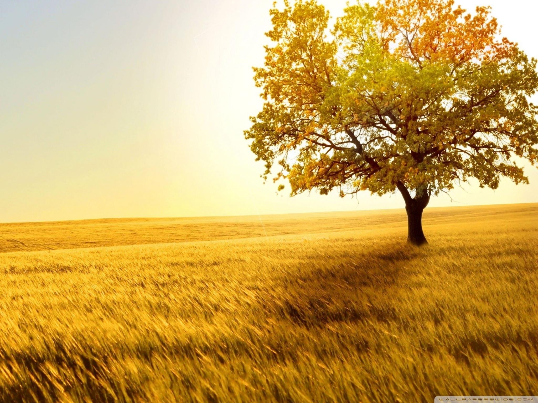 2048x1536 Landscape Nature Trees Fields Ultra HD Desktop Background Wallpaper for 4K UHD TV : Multi Display, Dual Monitor : Tablet
