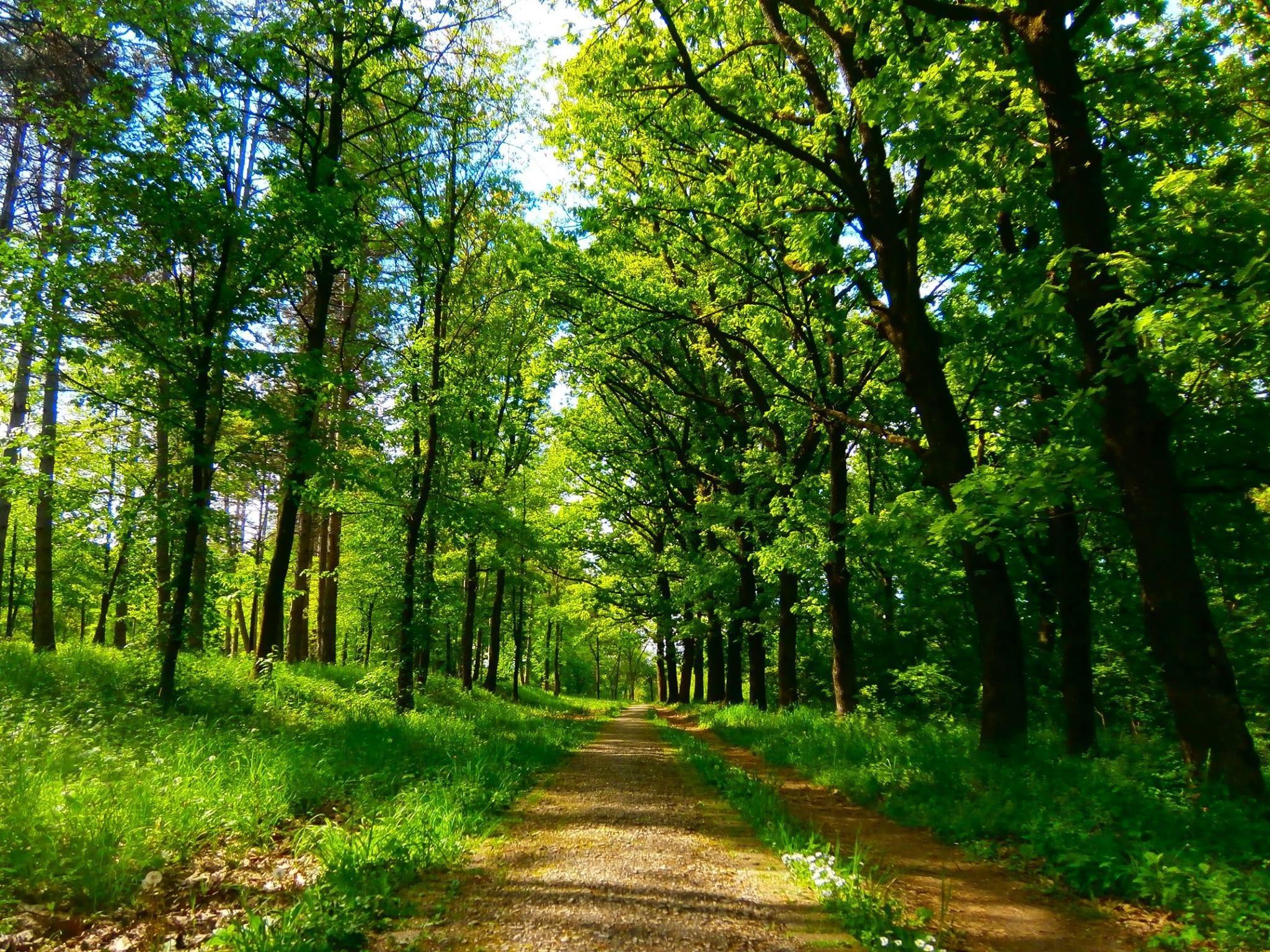 2048x1536 park, Nature, Serbia Wallpaper HD / Desktop and Mobile Background