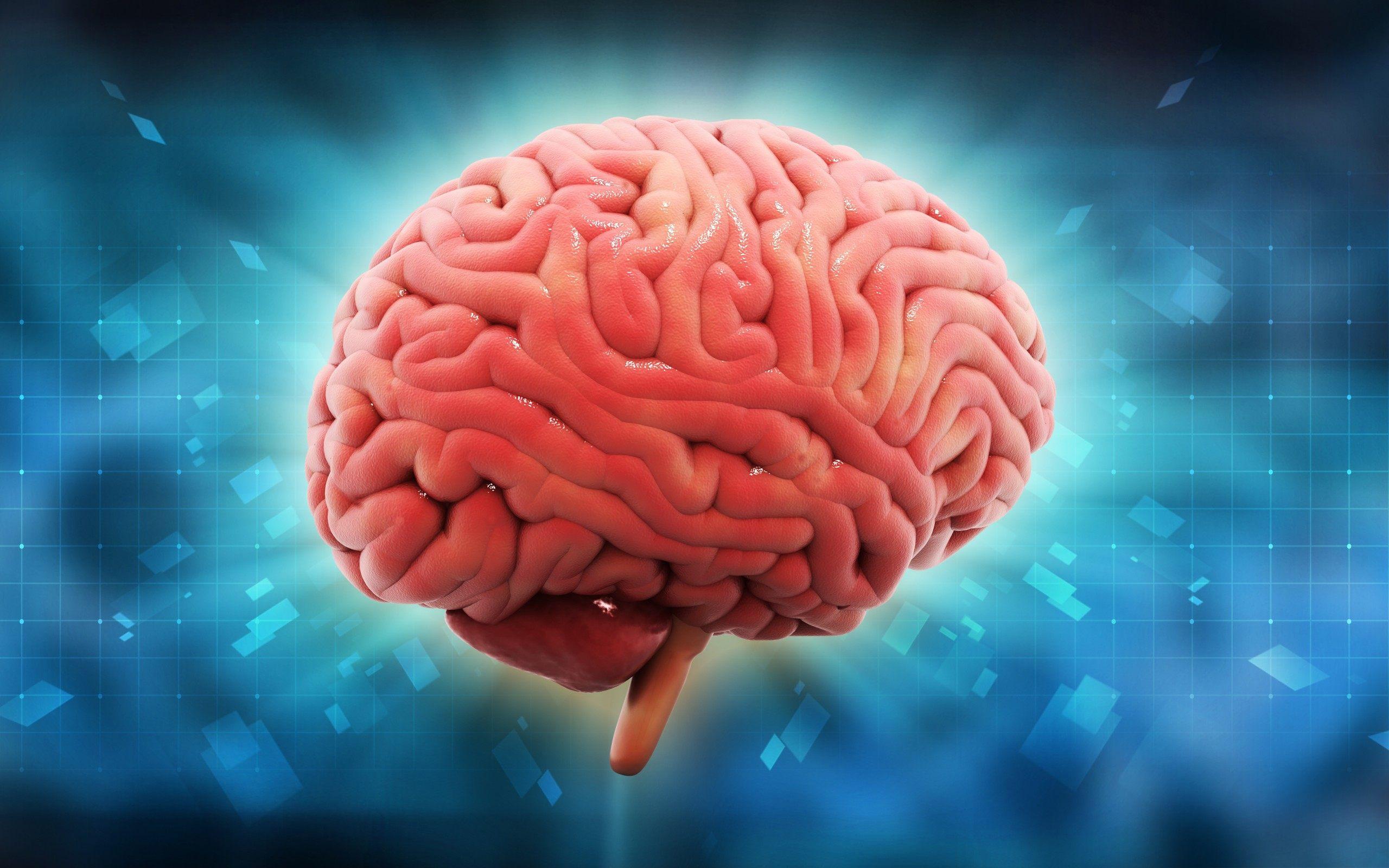2560x1600 Human Brain