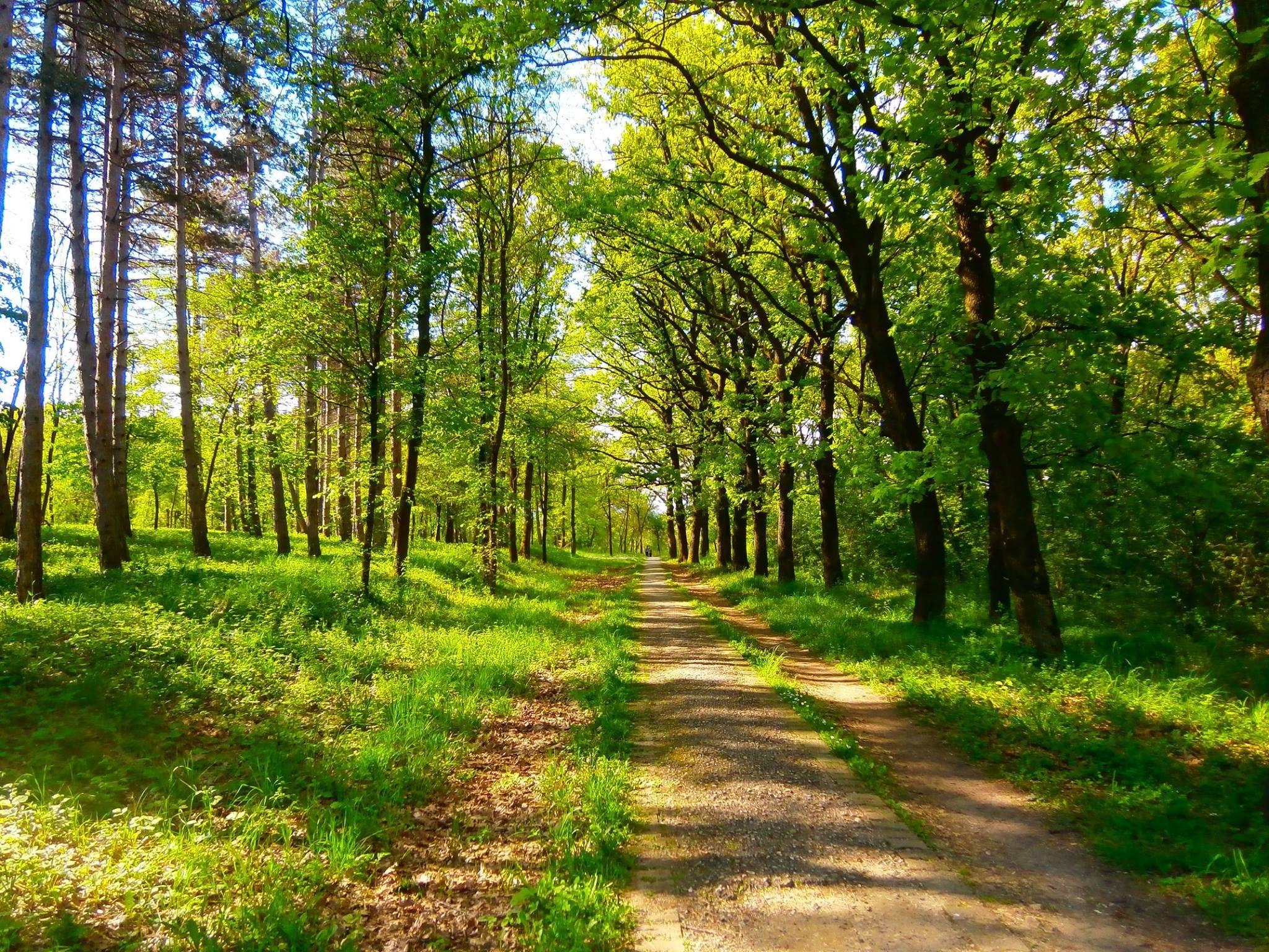 2048x1536 nature, Spring, Green, Trees, Serbia Wallpaper HD / Desktop and Mobile Background