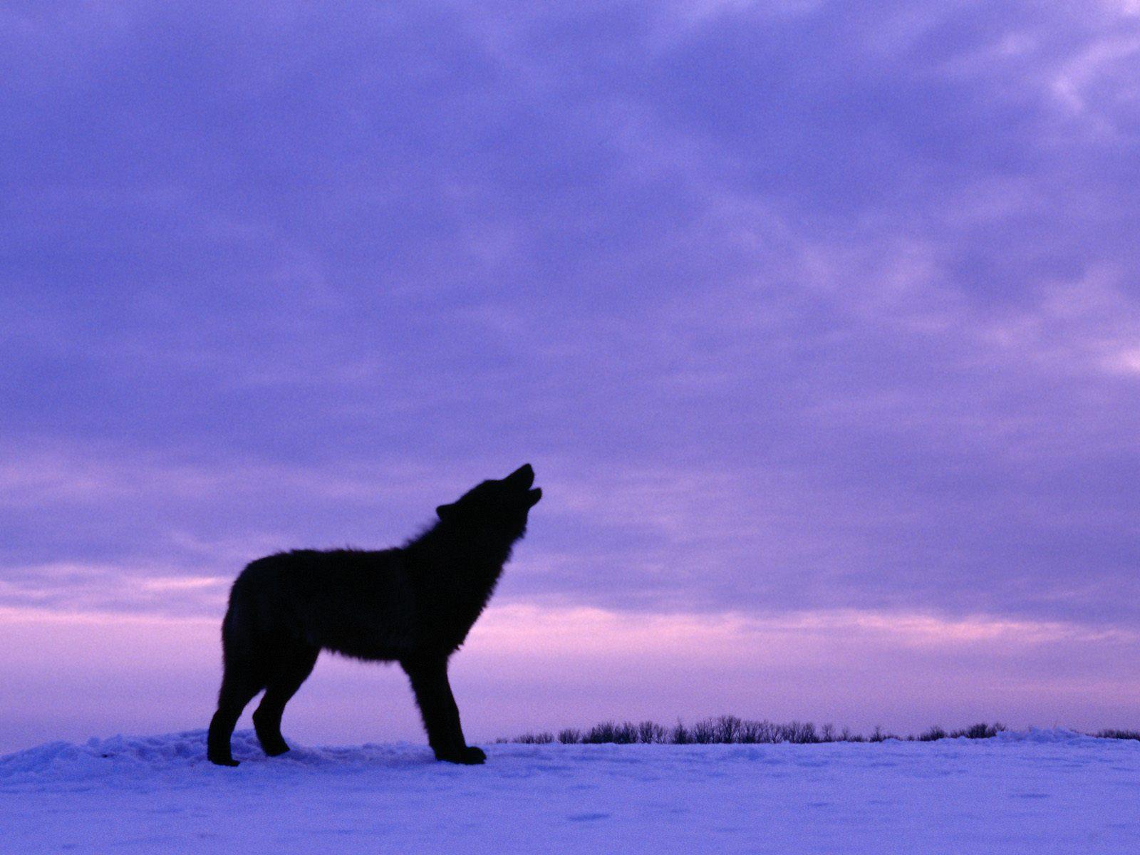 1600x1200 Free download Saturday 9 March 2013 [1600x1200] for your Desktop, Mobile & Tablet. Explore Twilight Wolf Wallpaper. Free Twilight Wallpaper for Phone, Twilight Saga Picture Wallpaper, Twilight Wallpaper for Laptop