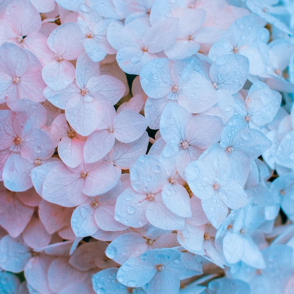1000x1000 Hydrangea Picture [HQ]. Download Free Image