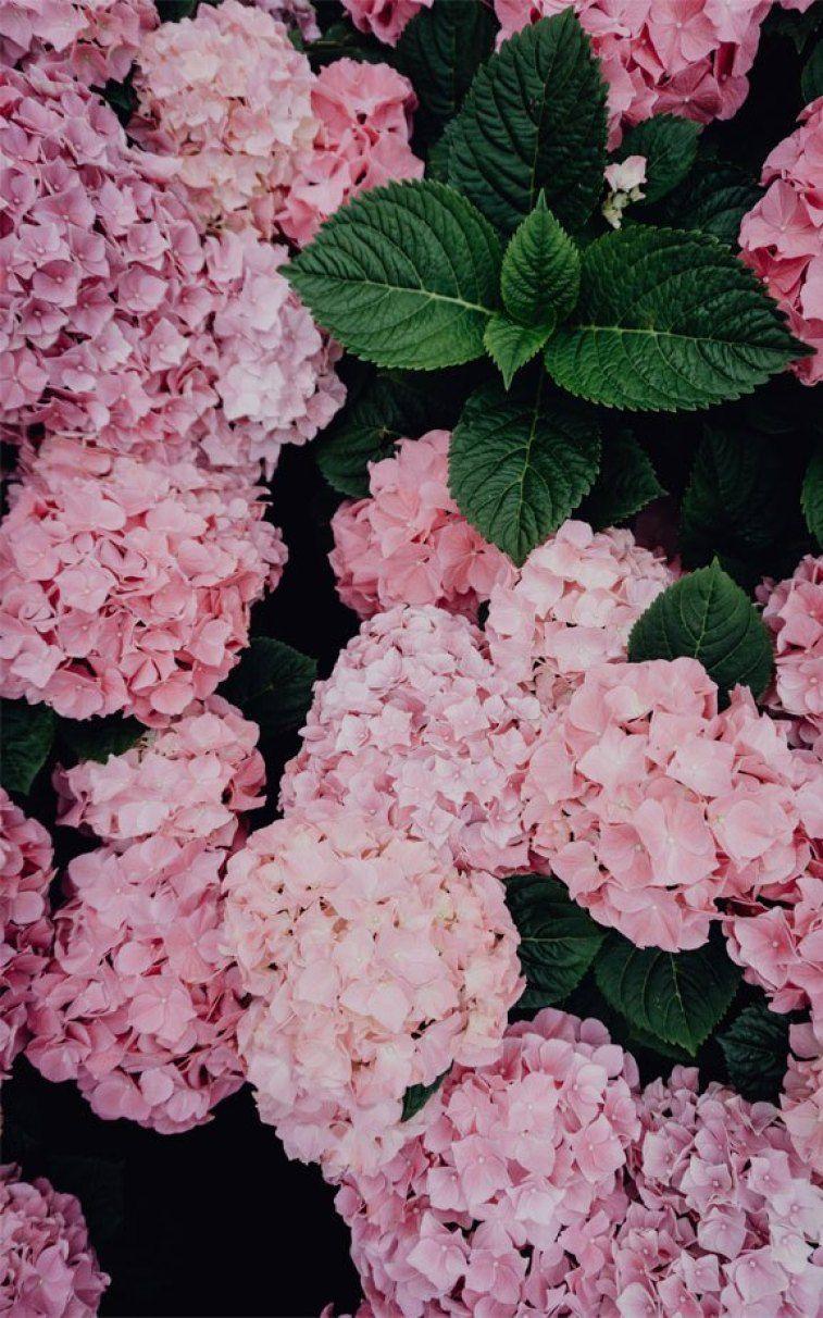 Pink Hydrangea Wallpapers - Top Free Pink Hydrangea Backgrounds