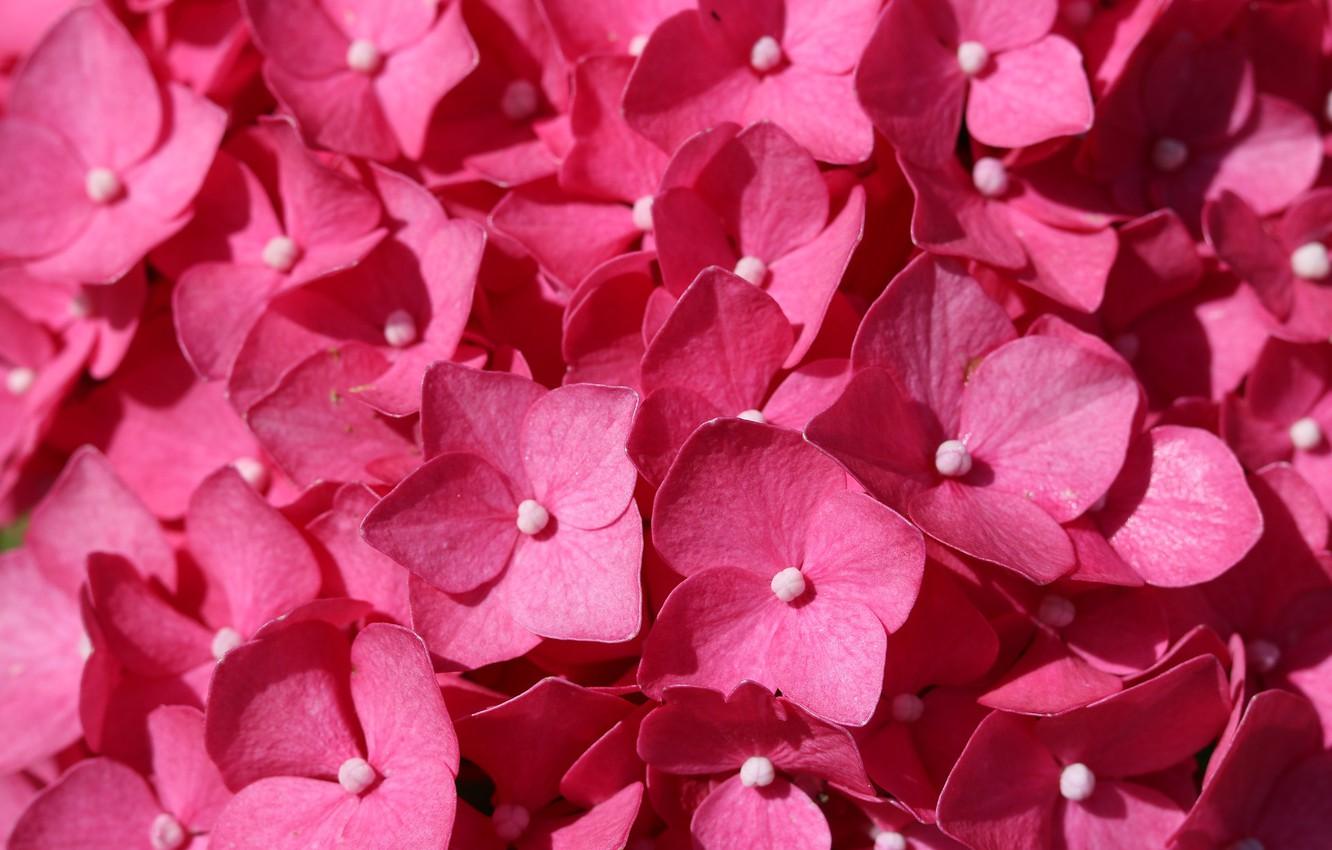 Pink Hydrangea Wallpapers Top Free Pink Hydrangea Backgrounds